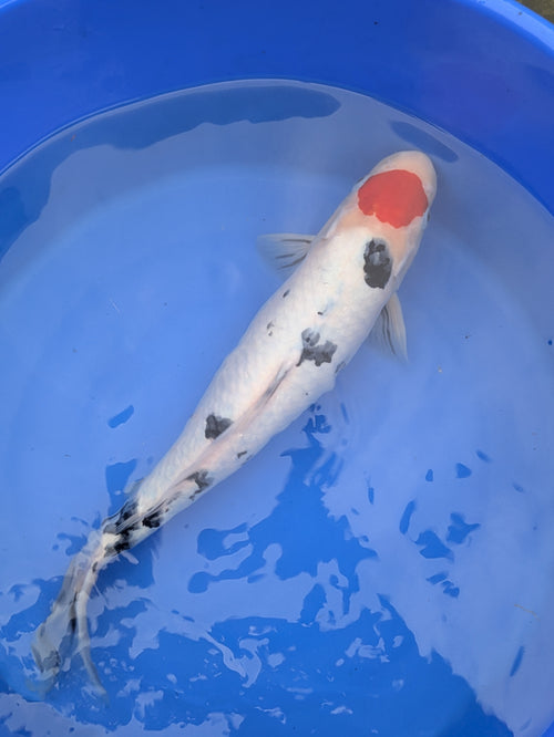 14-16" Imported Tancho Sanke Koi Fish