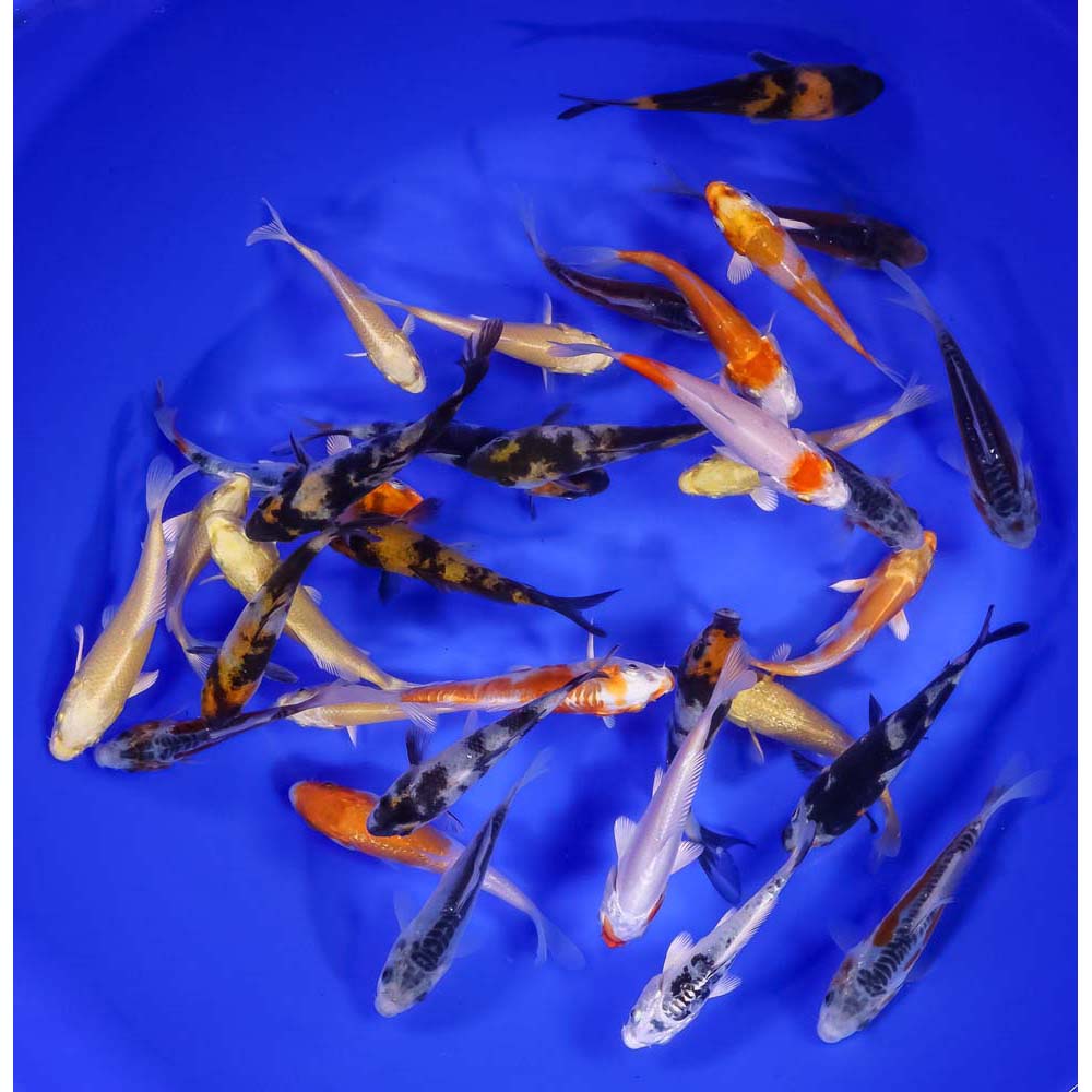 Lot of 50 Imported 3-4" Premium Grade Koi Fish. Available by shipping only!
