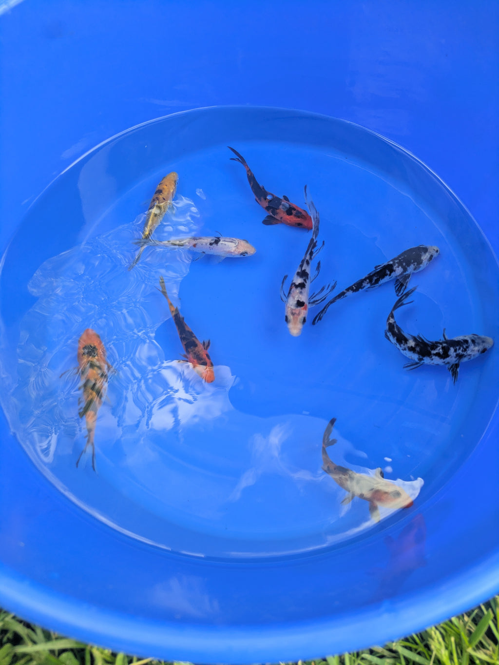 2"-3" Beginner Grade Koi Fish