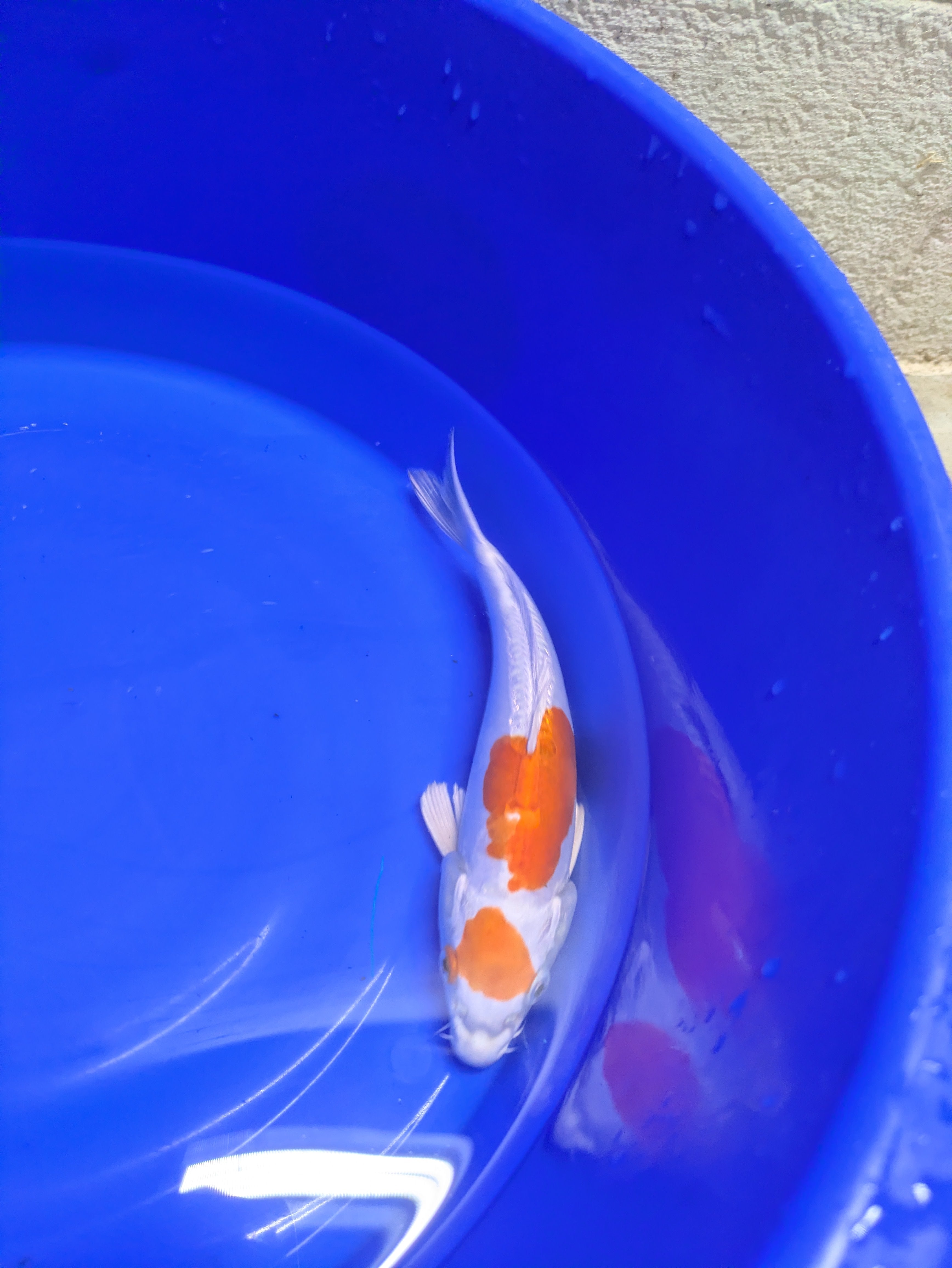8-10" Koi Fish, High quality imported Doitsui tancho Koi fish!