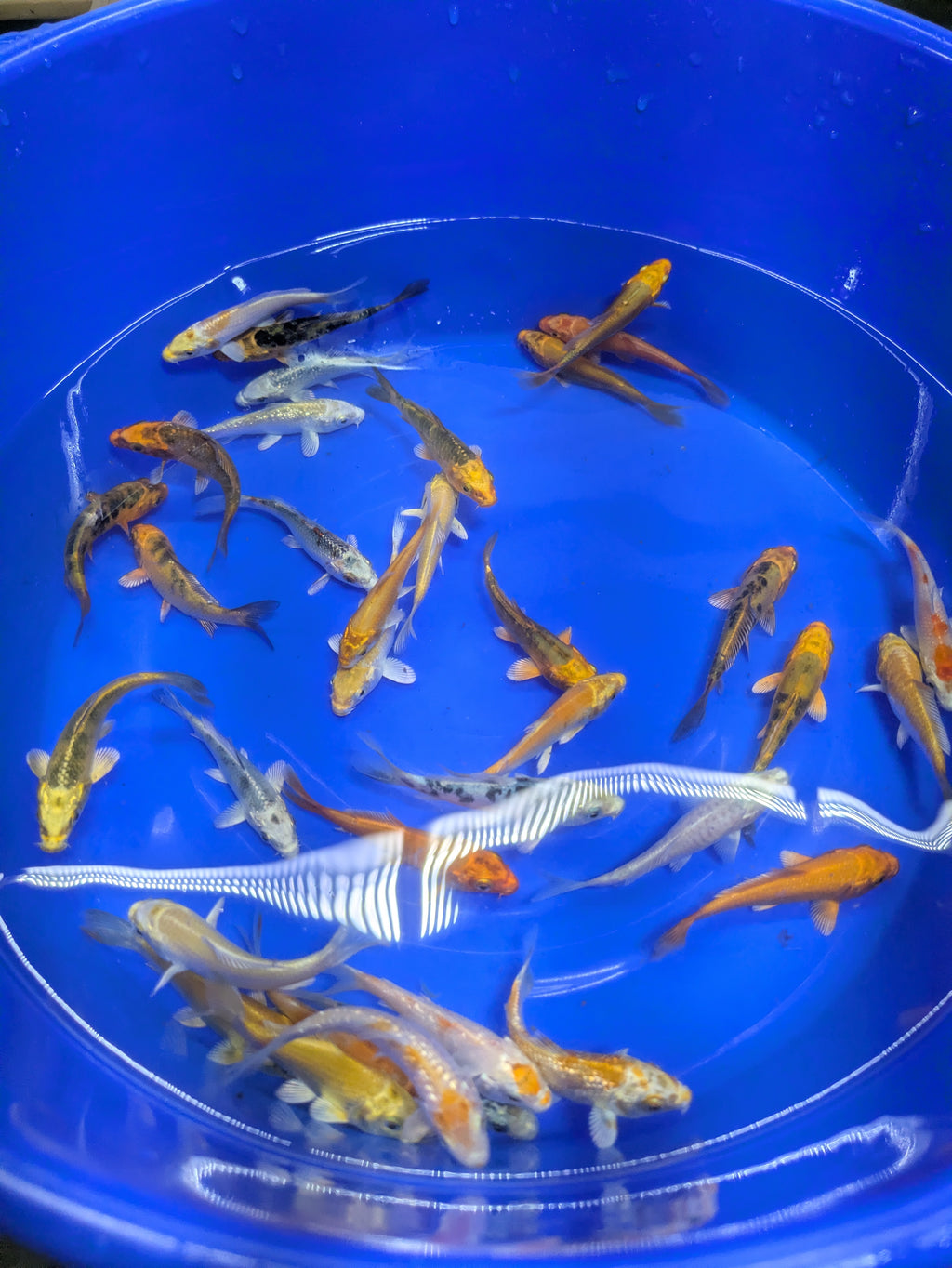 3-4" Imported Hikari Koi Fish