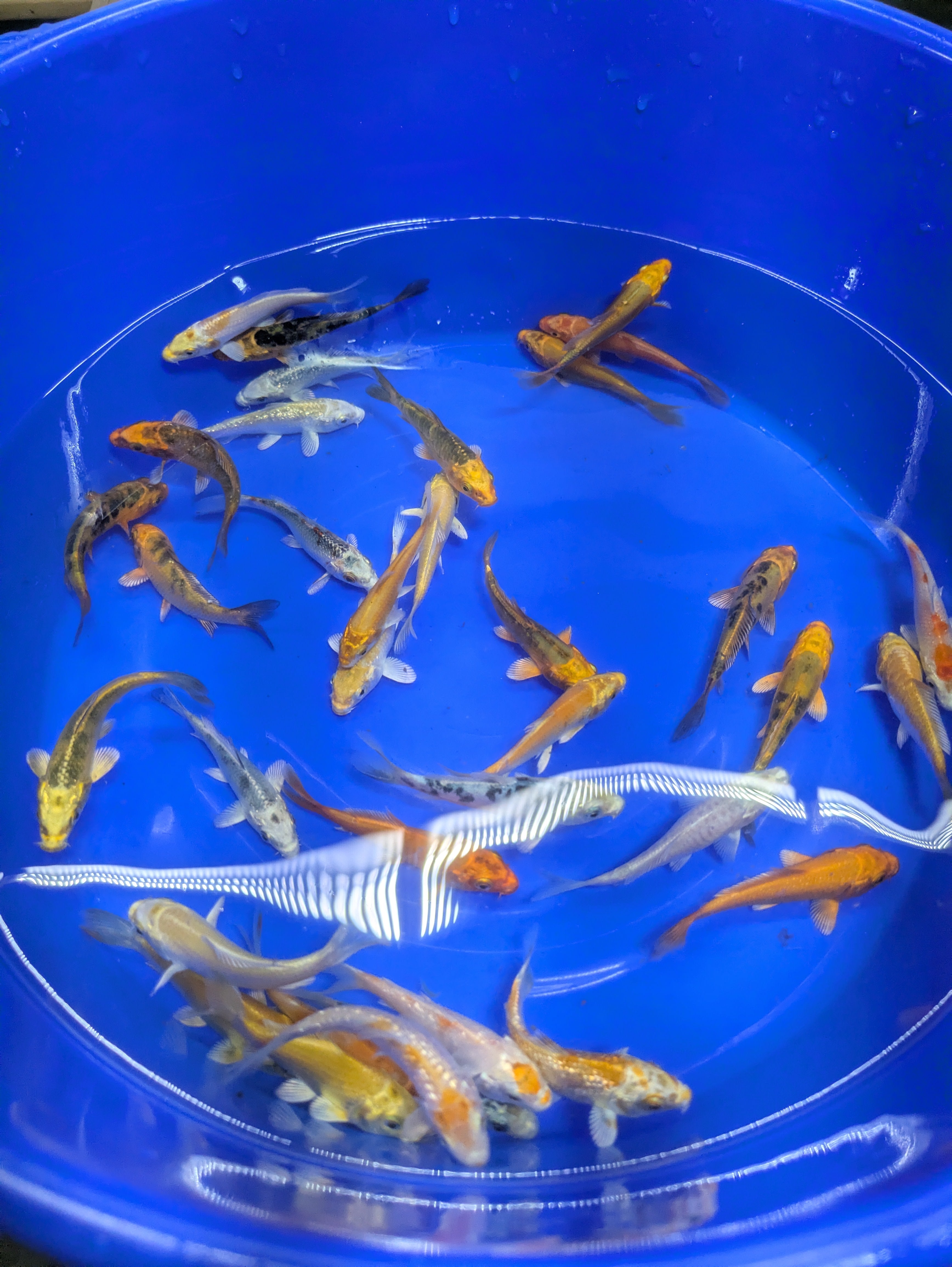 3-4" Imported Hikari Koi Fish