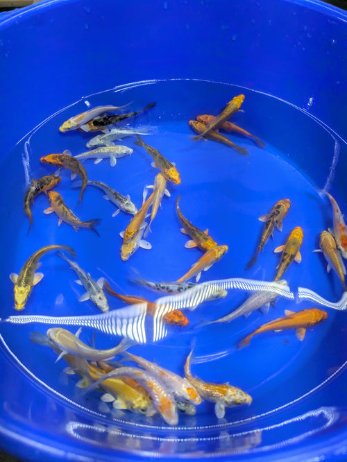 3-4" Imported Hikari Koi Fish