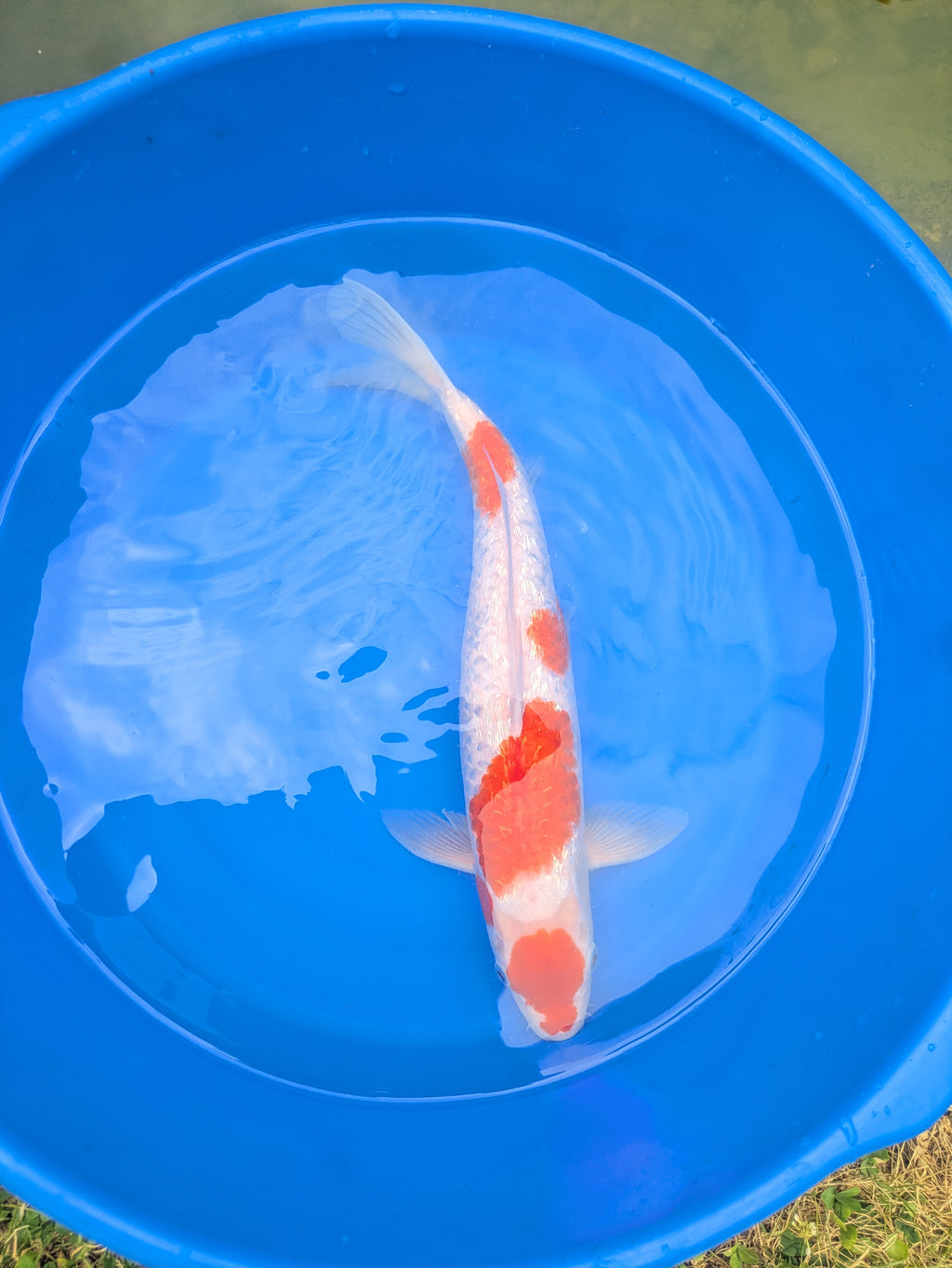 16-18" Imported Ginrin Kohaku Koi Fish