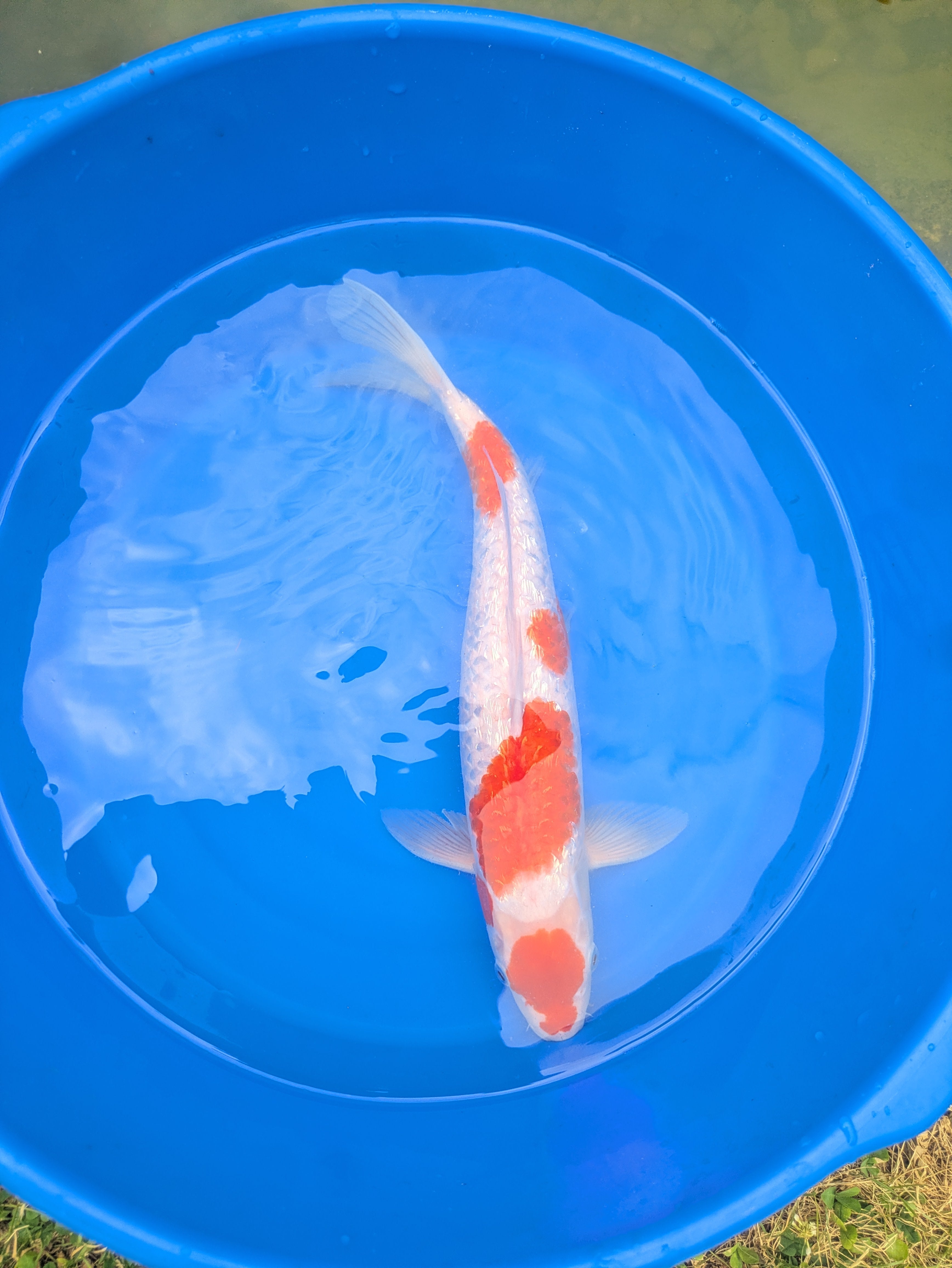 16-18" Imported Ginrin Kohaku Koi Fish