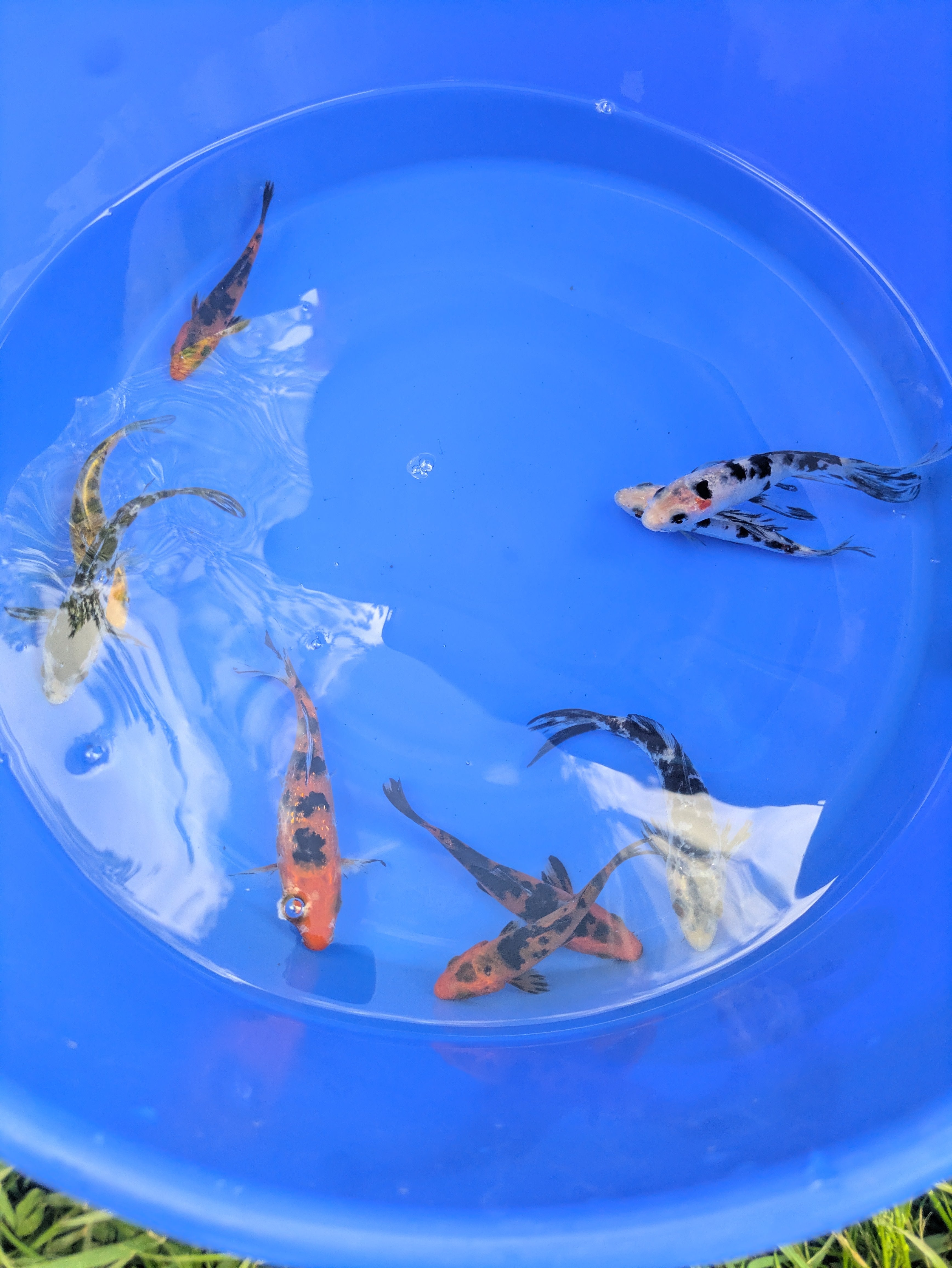 4"-5" Beginner Grade Koi Fish