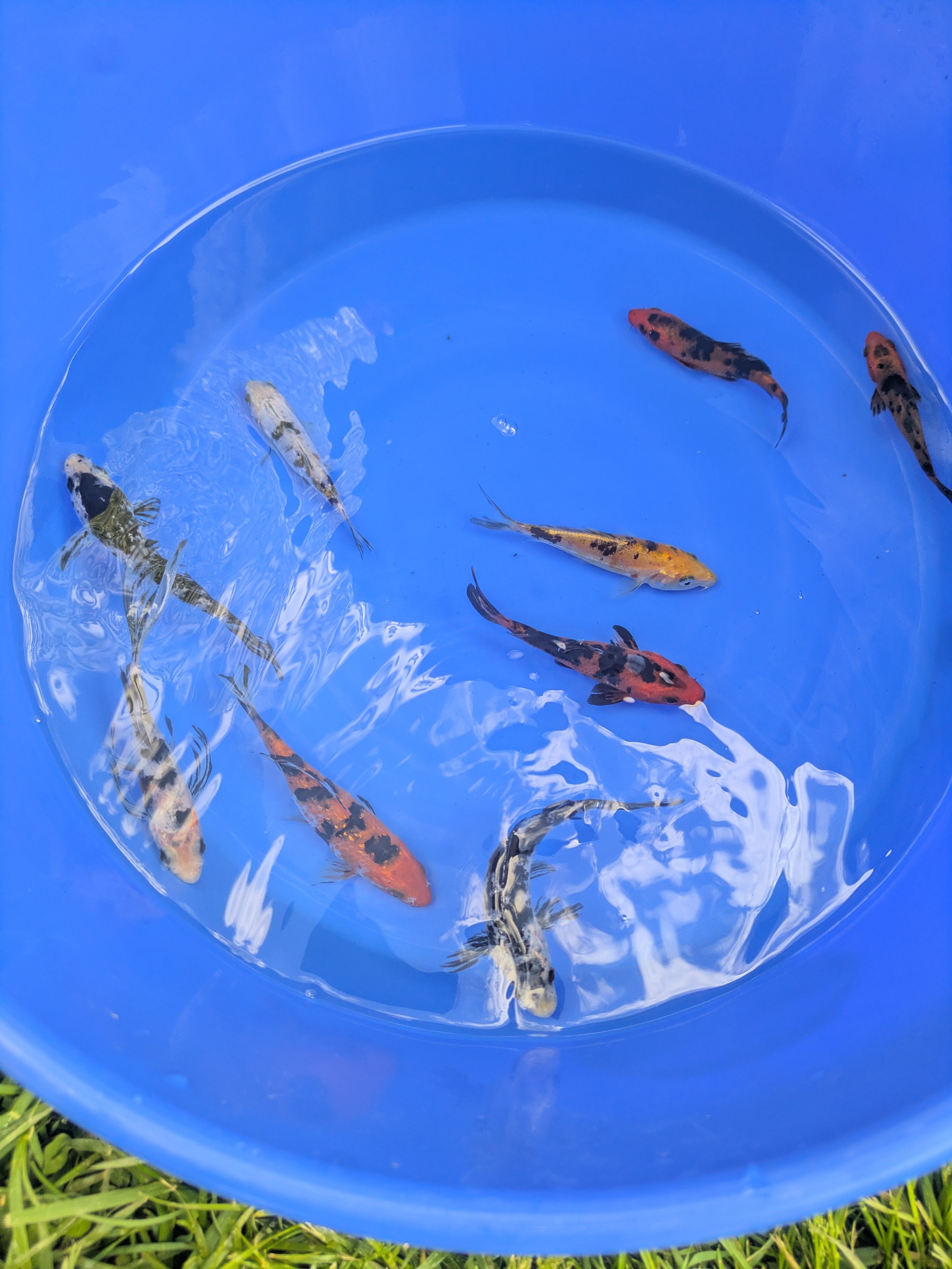 2"-3" Beginner Grade Koi Fish