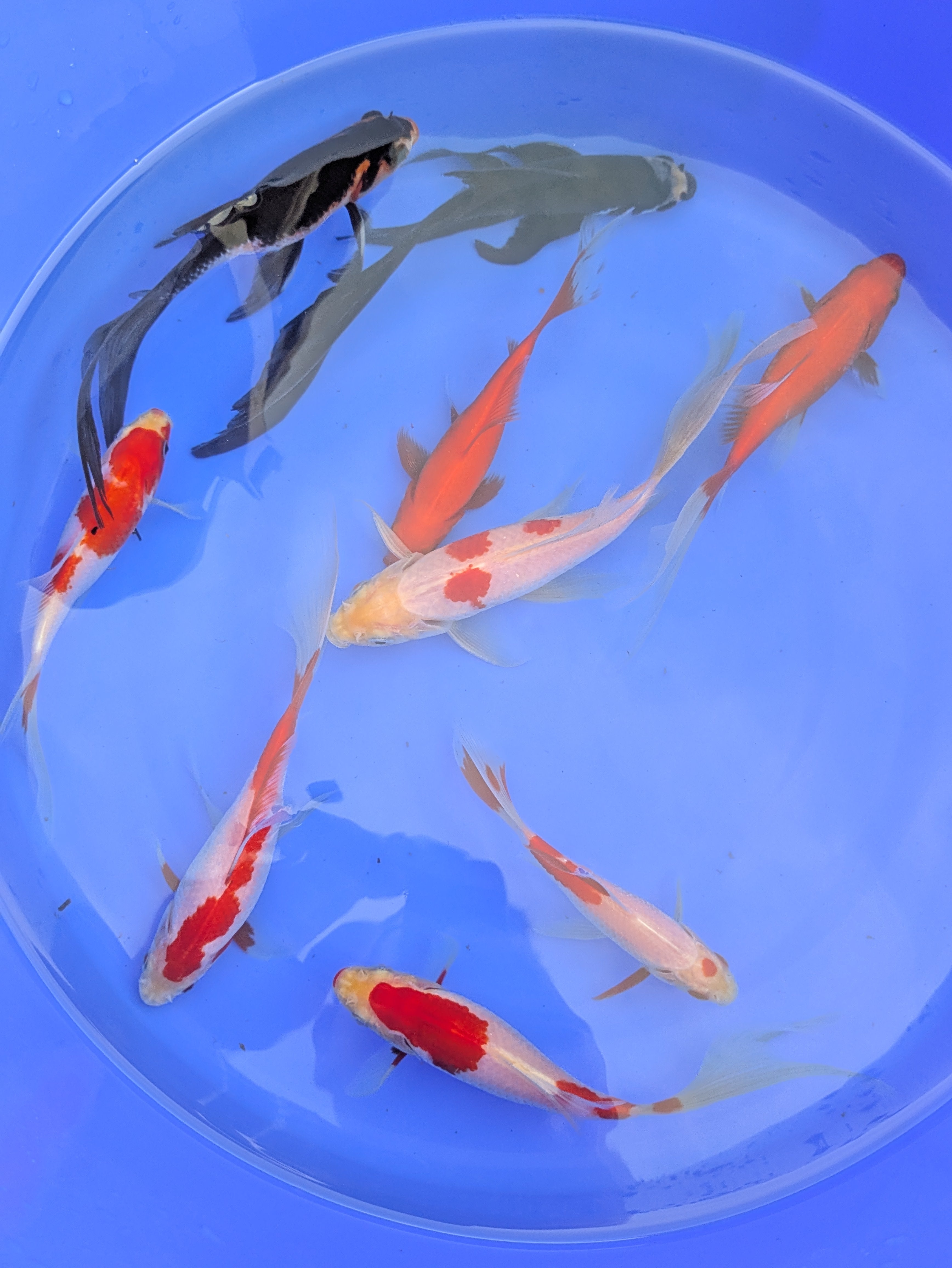 Medium Pond Grade Goldfish
