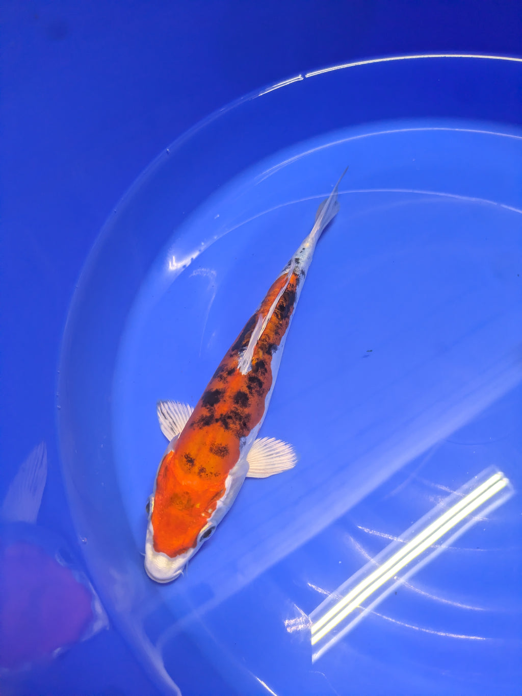8-10" High quality imported Doitsui Koi Fish