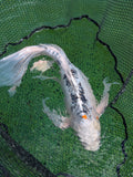 25" Jumbo Butterfly Koi Fish