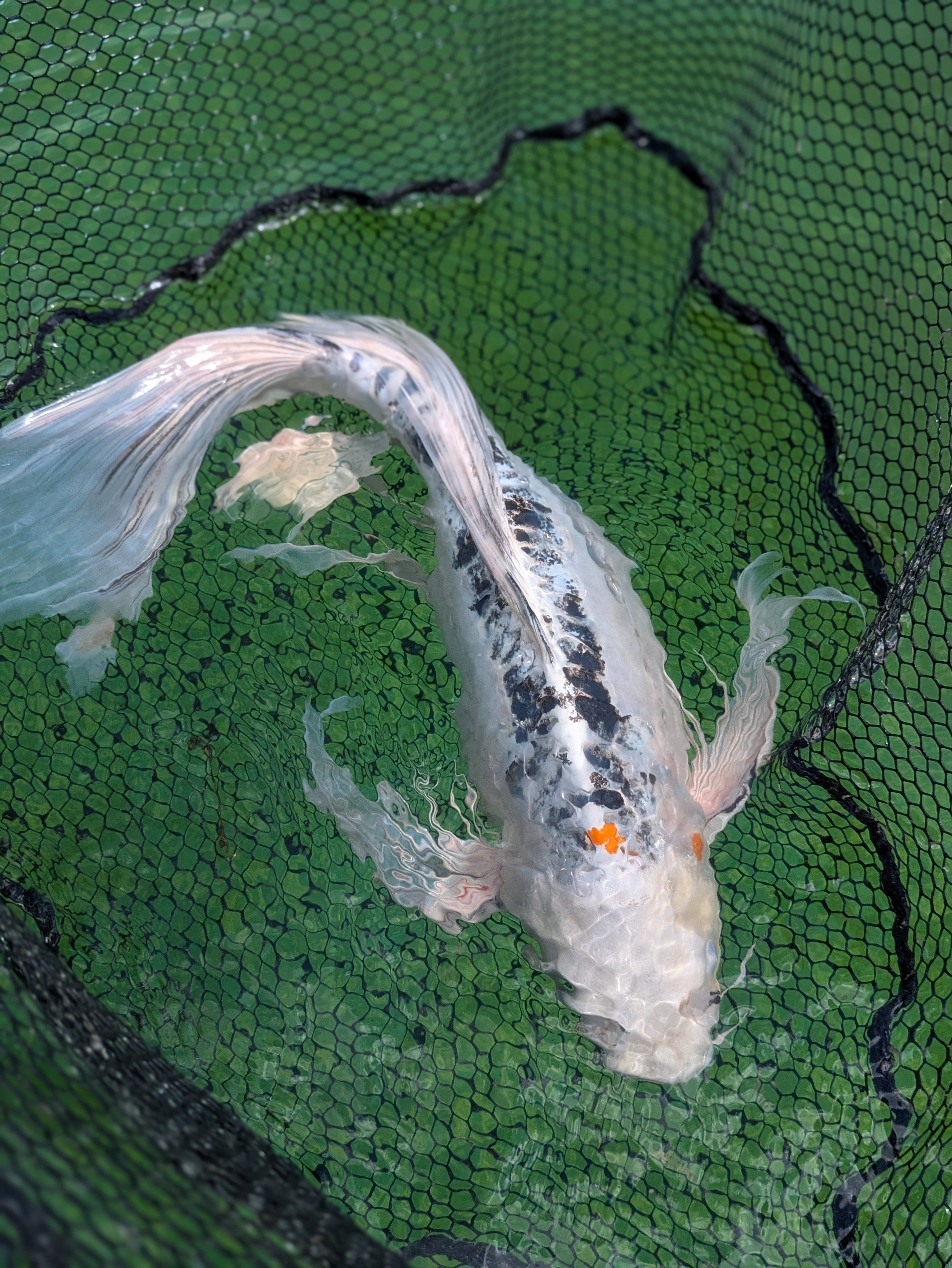 25" Jumbo Butterfly Koi Fish