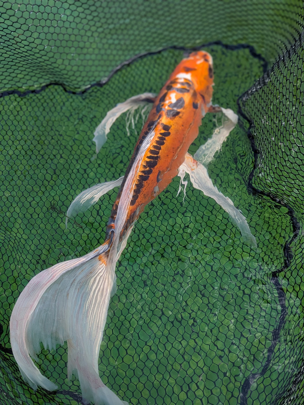 24" Jumbo Butterfly Koi Fish
