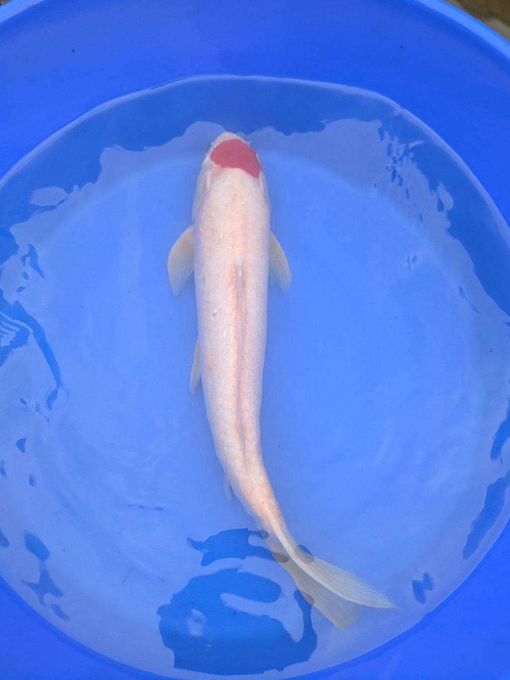 14-16" Imported Tancho Kohaku Koi Fish