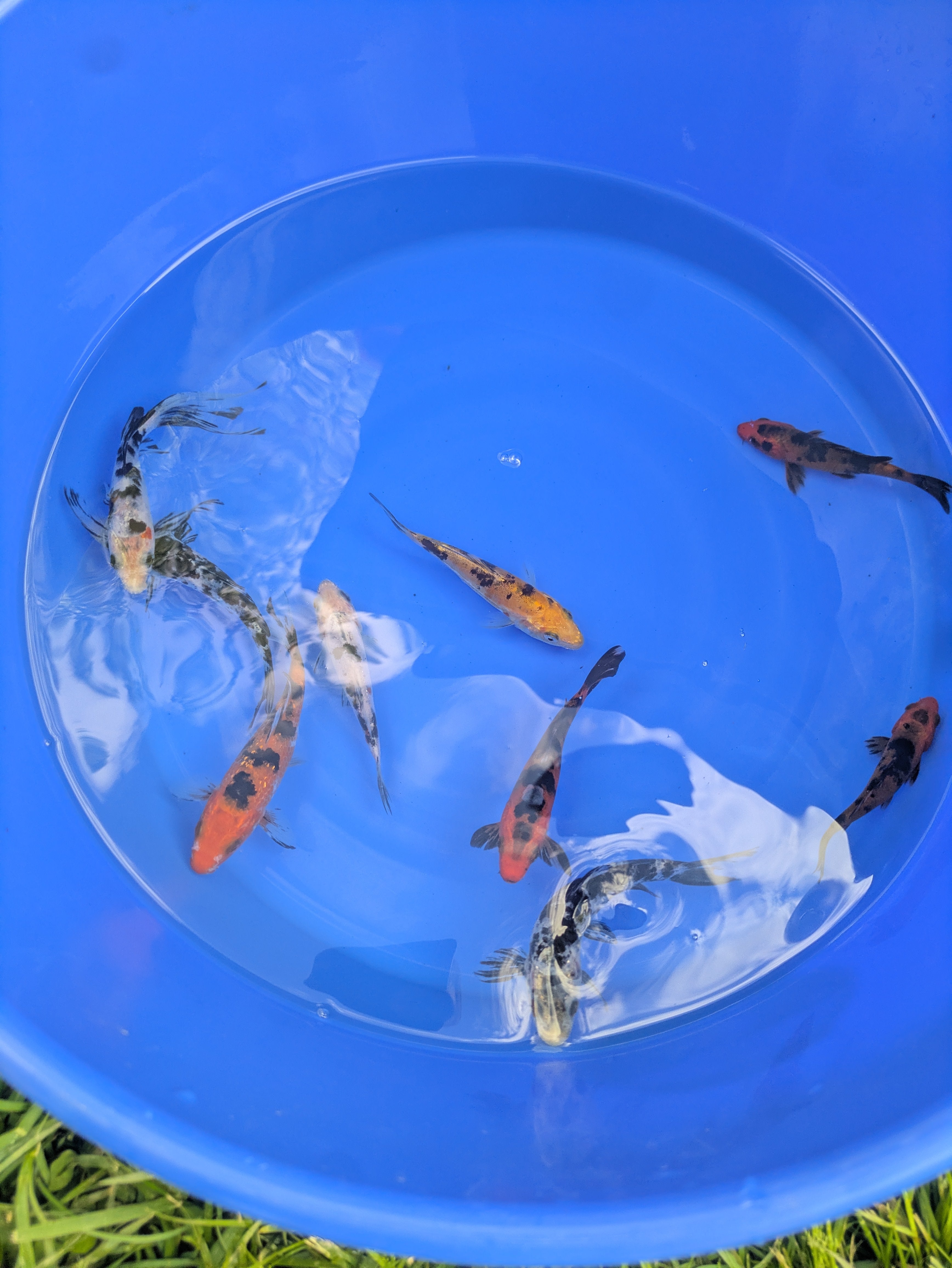 2"-3" Beginner Grade Koi Fish