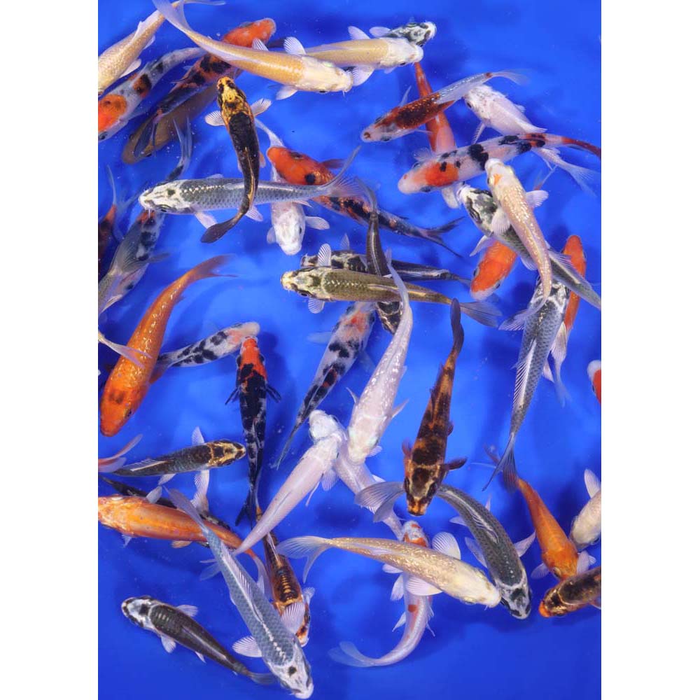 50 Imported Standard Grade 3"-4" Koi Fish Available by Shipping Only