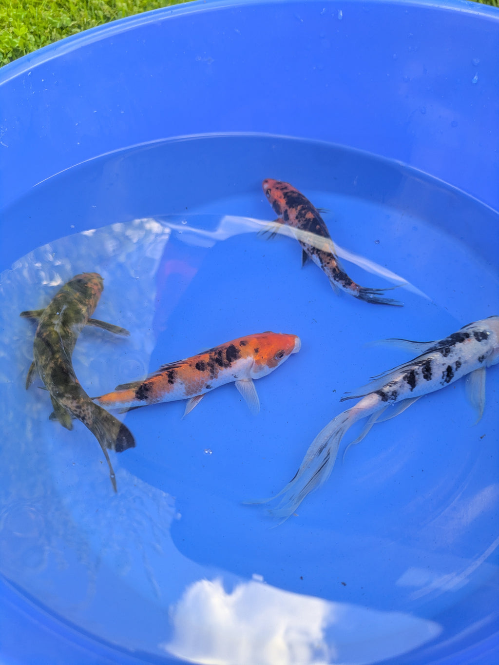 6"-8" Beginner Grade Koi Fish