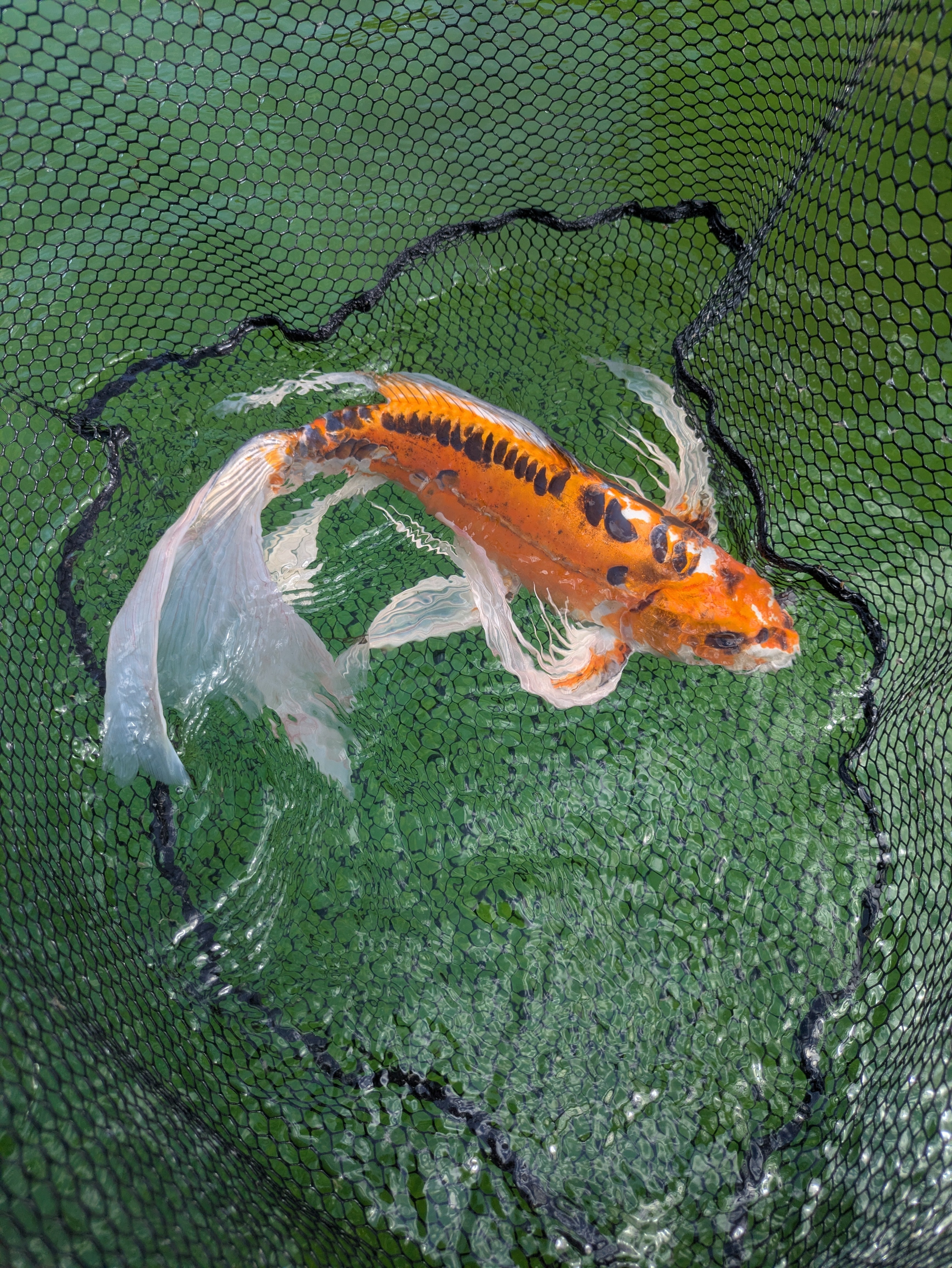 24" Jumbo Butterfly Koi Fish