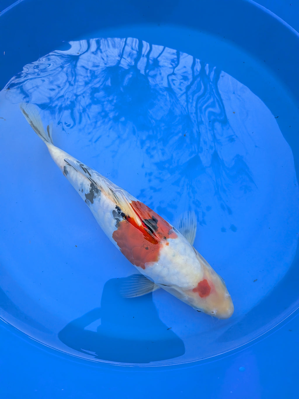 11" High Quality American Doitsui Sanke Koi Fish