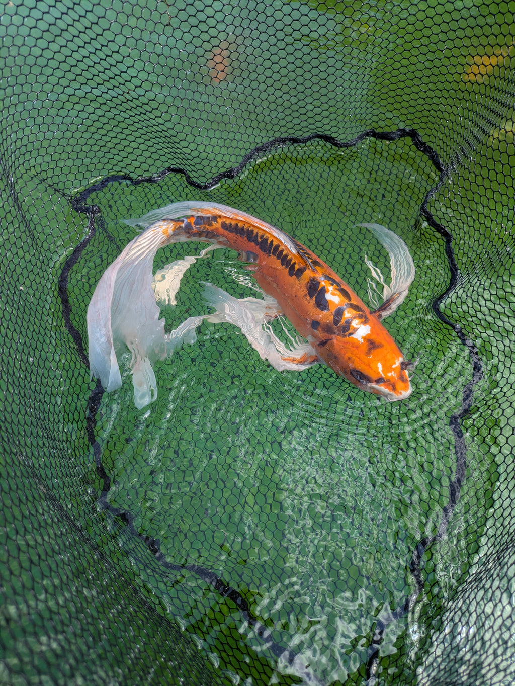 24" Jumbo Butterfly Koi Fish