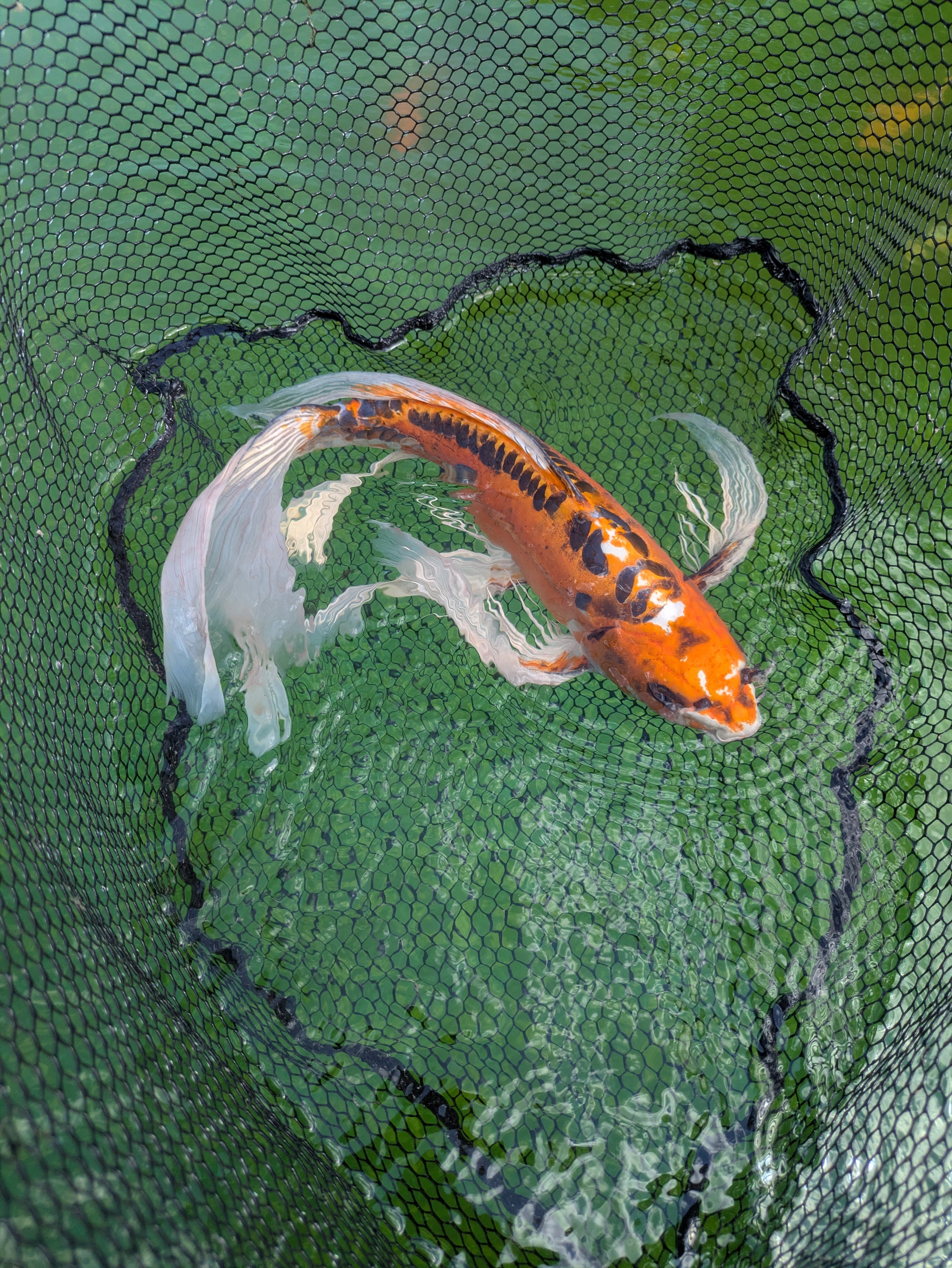 24" Jumbo Butterfly Koi Fish
