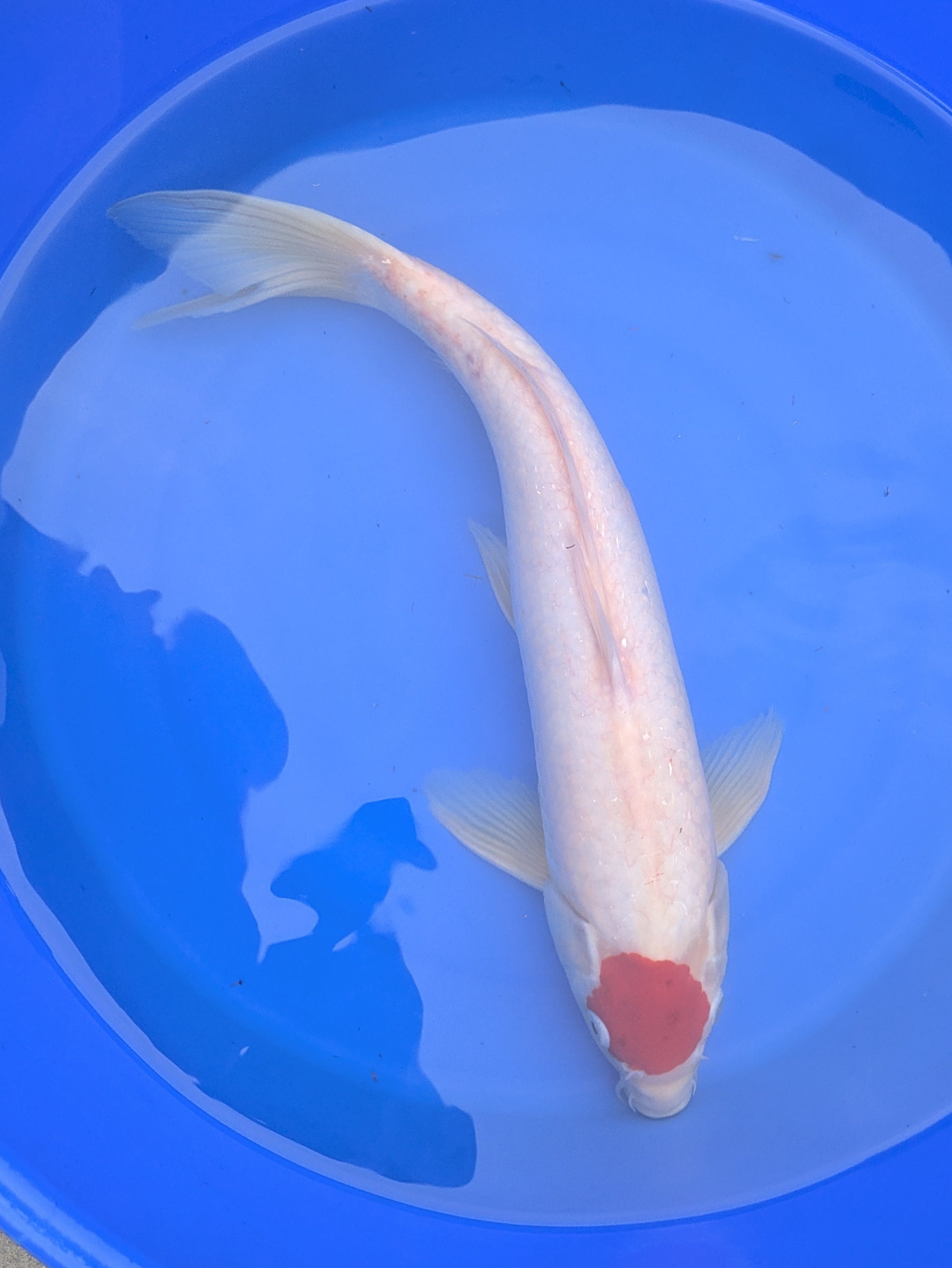 14-16" Imported Tancho Kohaku Koi Fish
