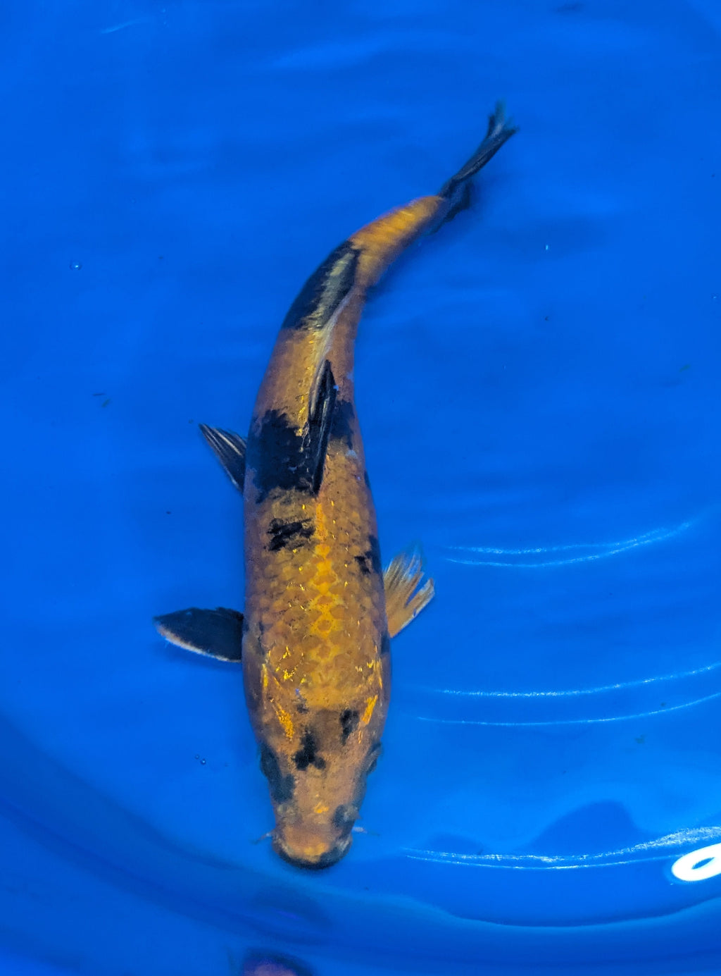 8-10" High quality imported Hi Utsuri Koi Fish