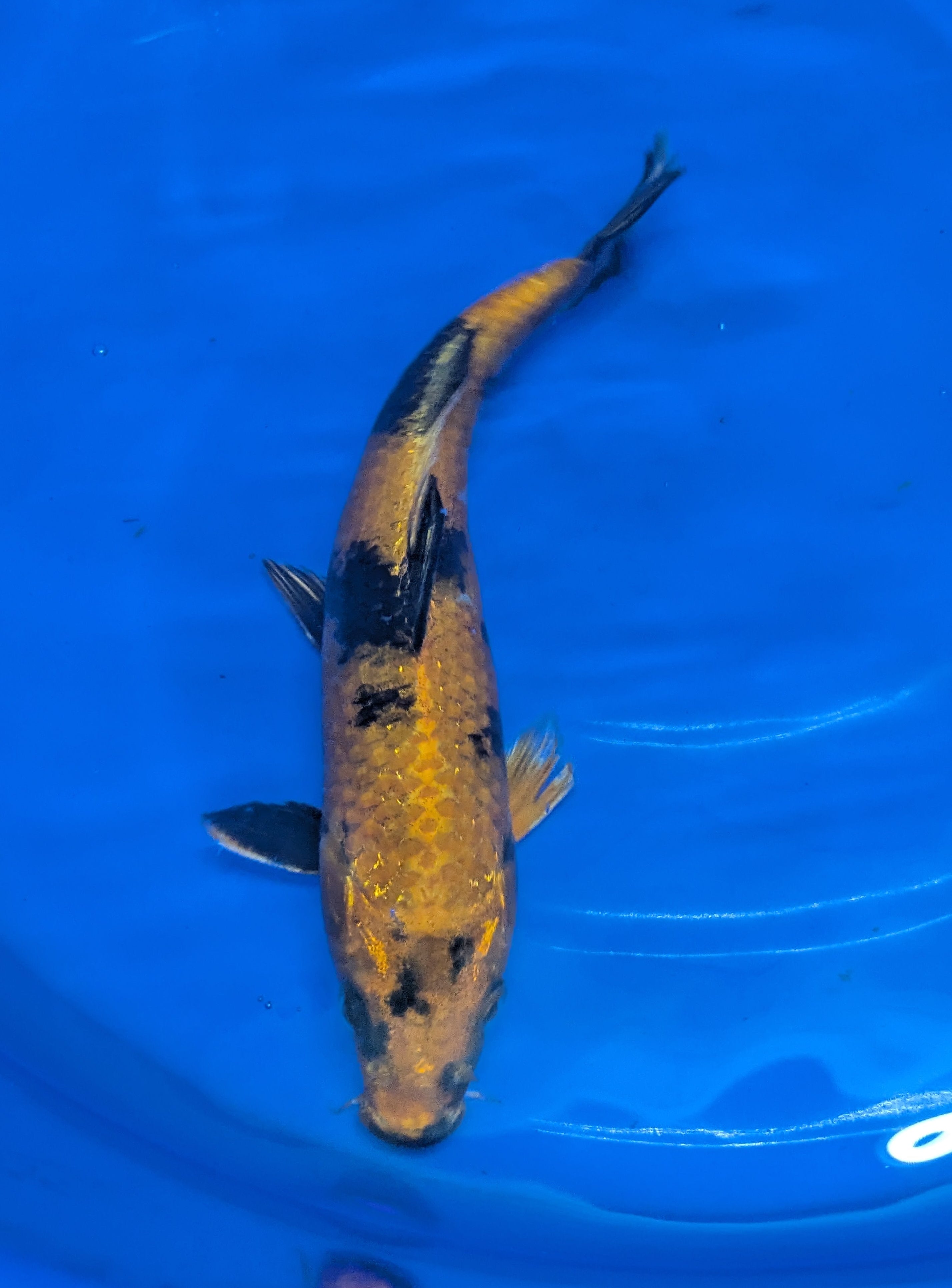 8-10" High quality imported Hi Utsuri Koi Fish