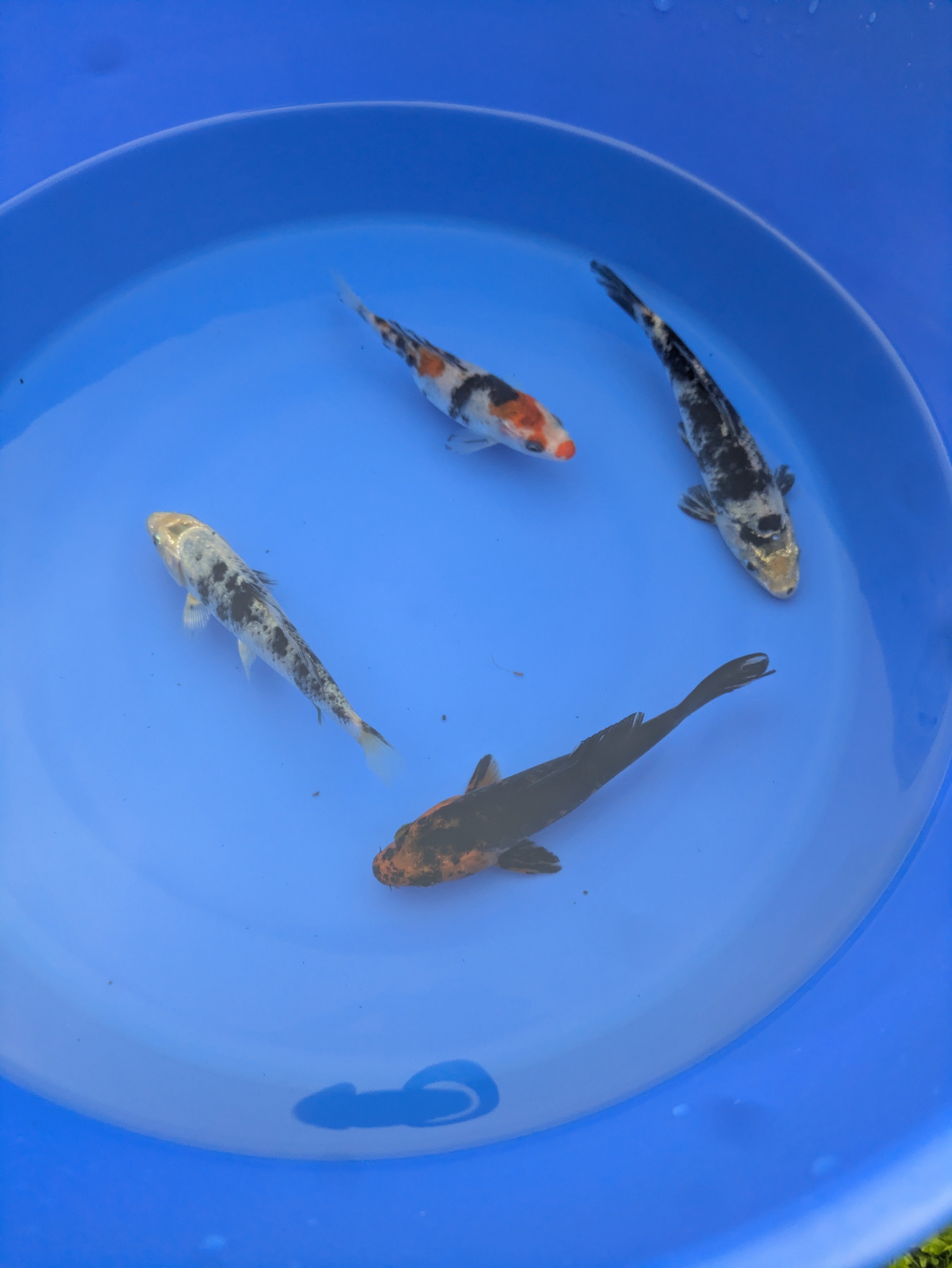 4"-5" Beginner Grade Koi Fish