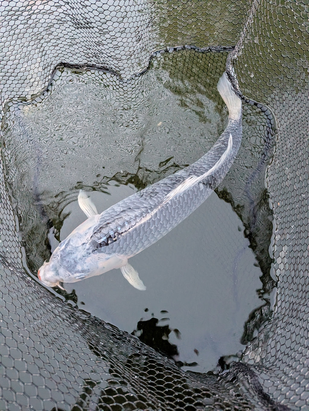 24" Jumbo Asagi Koi Fish