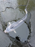 24" Jumbo Asagi Koi Fish