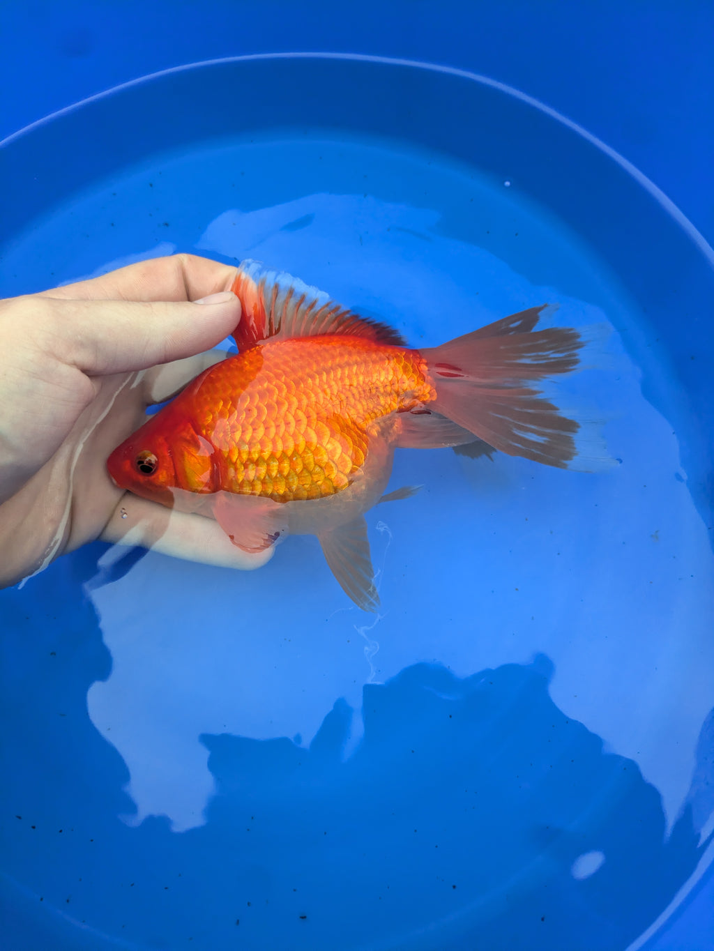 Large Fantail Goldfish