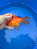 Large Fantail Goldfish