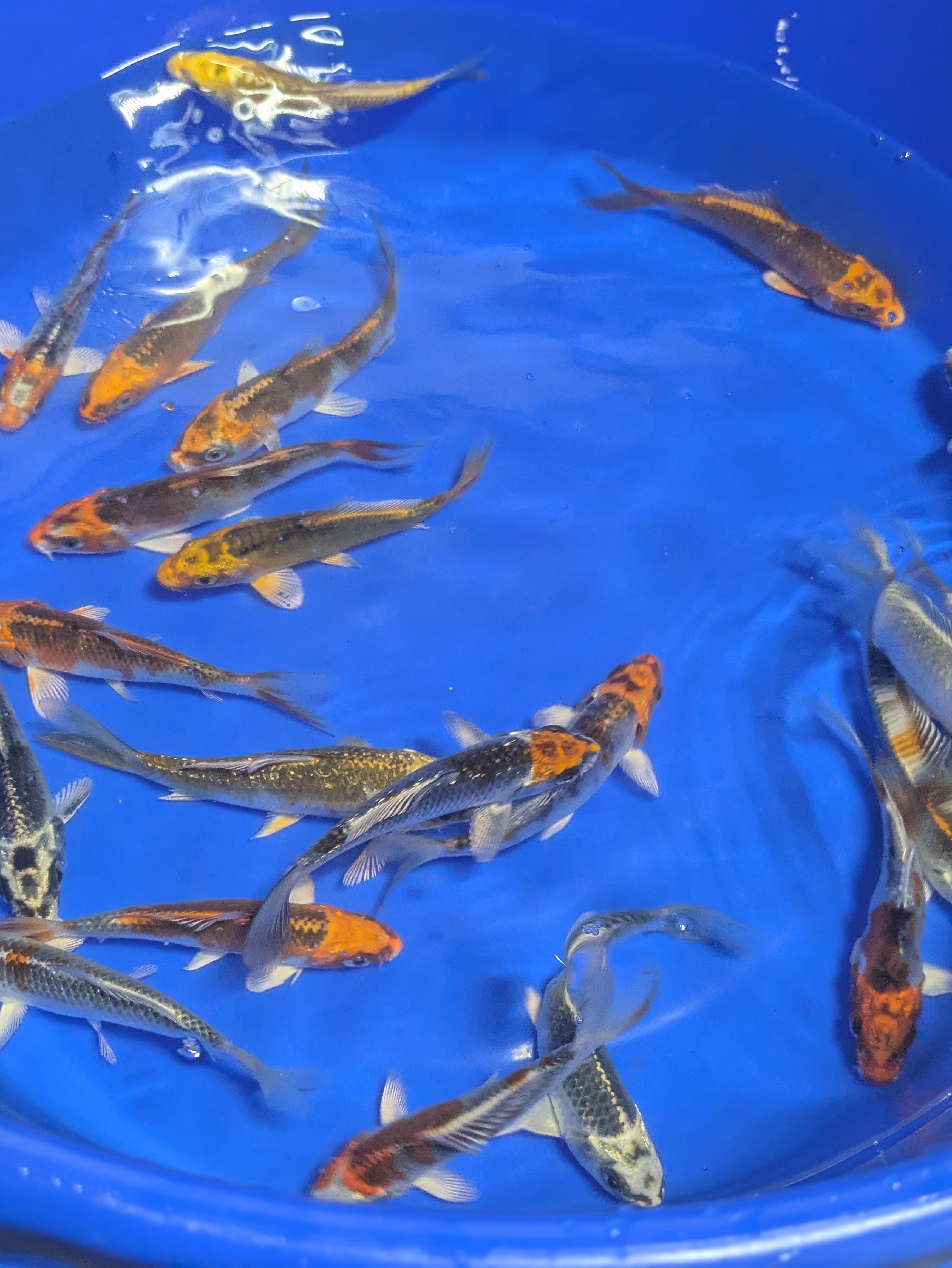 4-5" Imported Skeleton Koi Fish