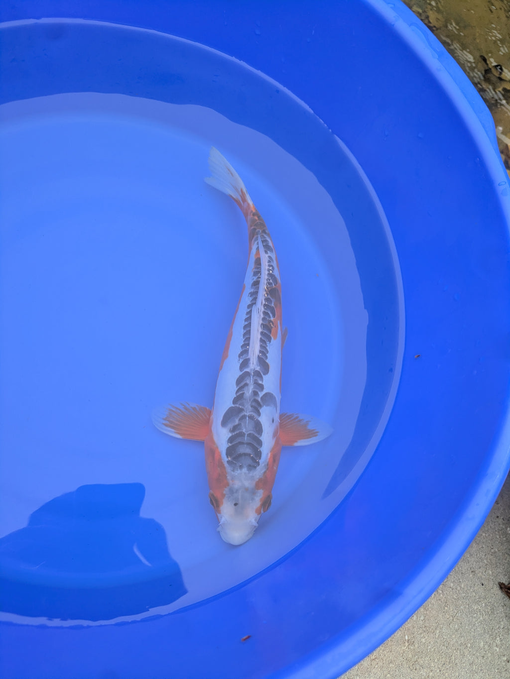 12" Premium Grade Shusui Koi fish