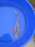 12" Premium Grade Shusui Koi fish