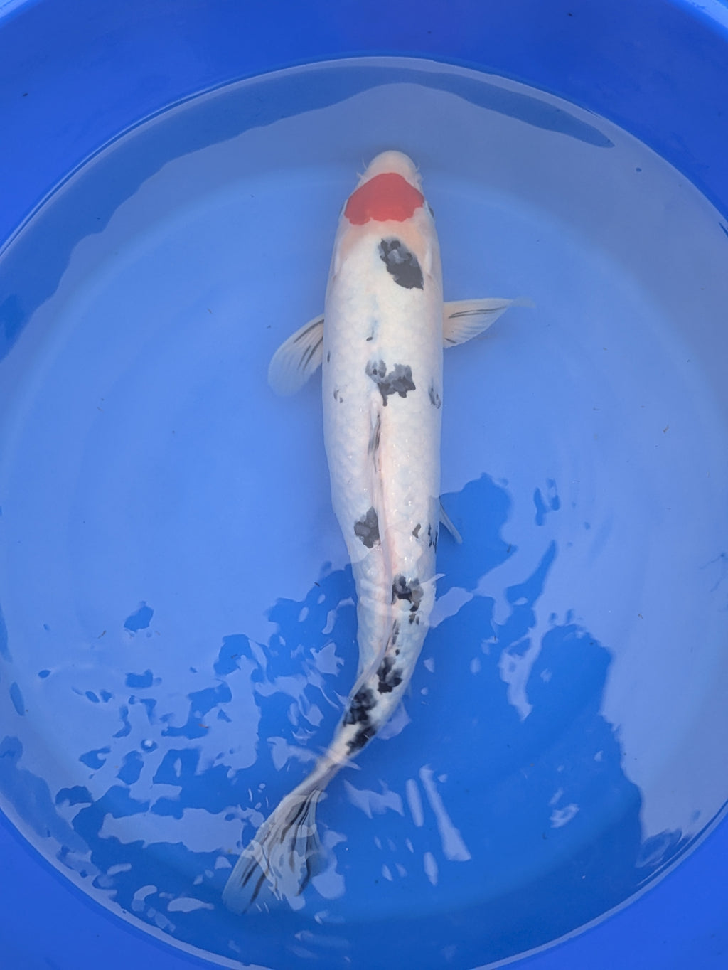 14-16" Imported Tancho Sanke Koi Fish