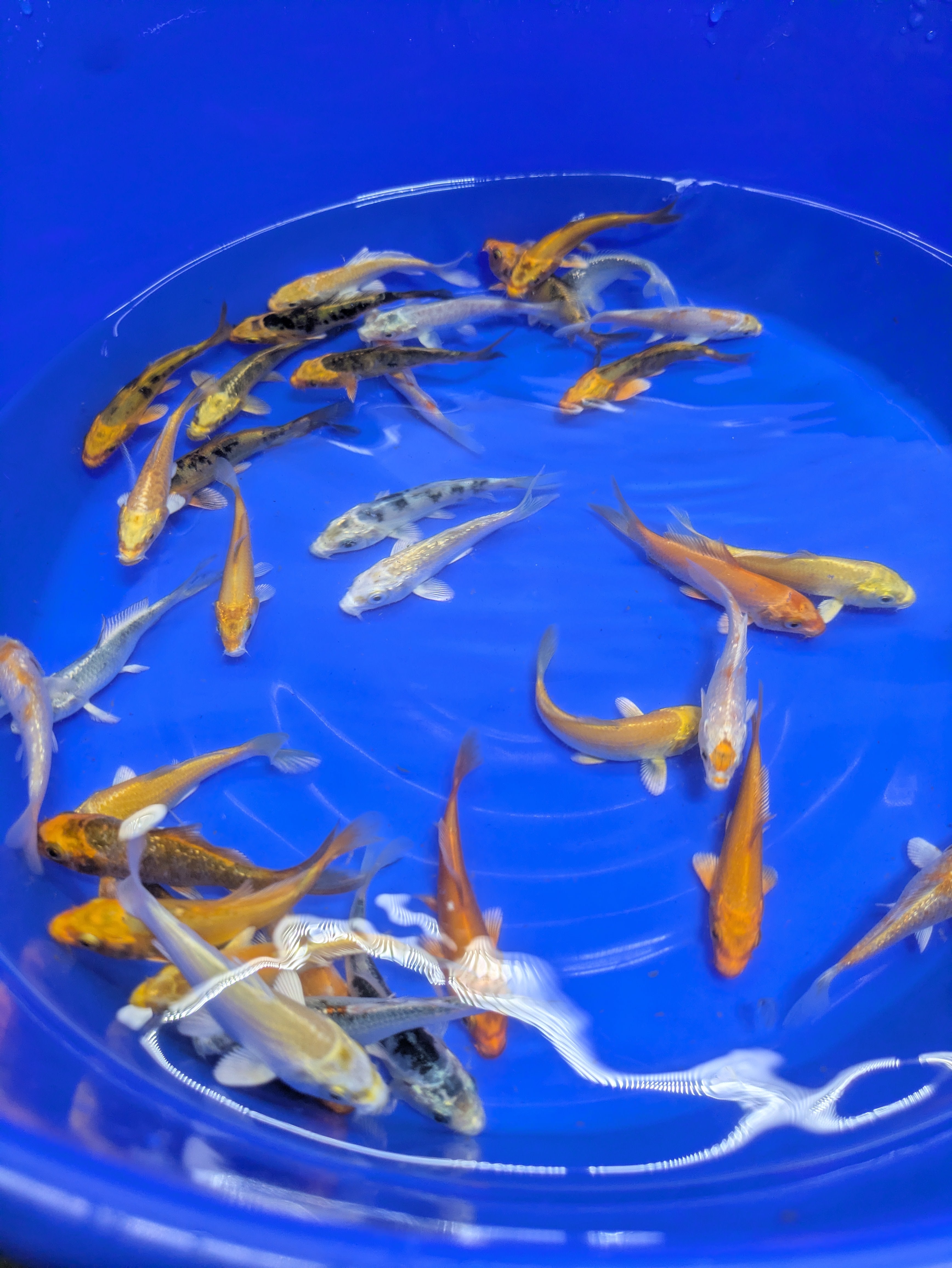 3-4" Imported Hikari Koi Fish