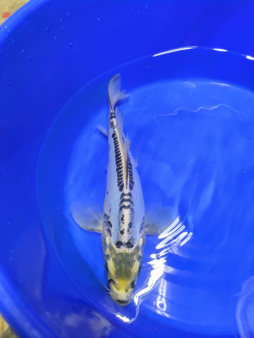 12" Shusui Semi Longfin Cross Koi Fish