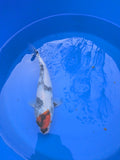 9" American Tancho Showa Koi Fish