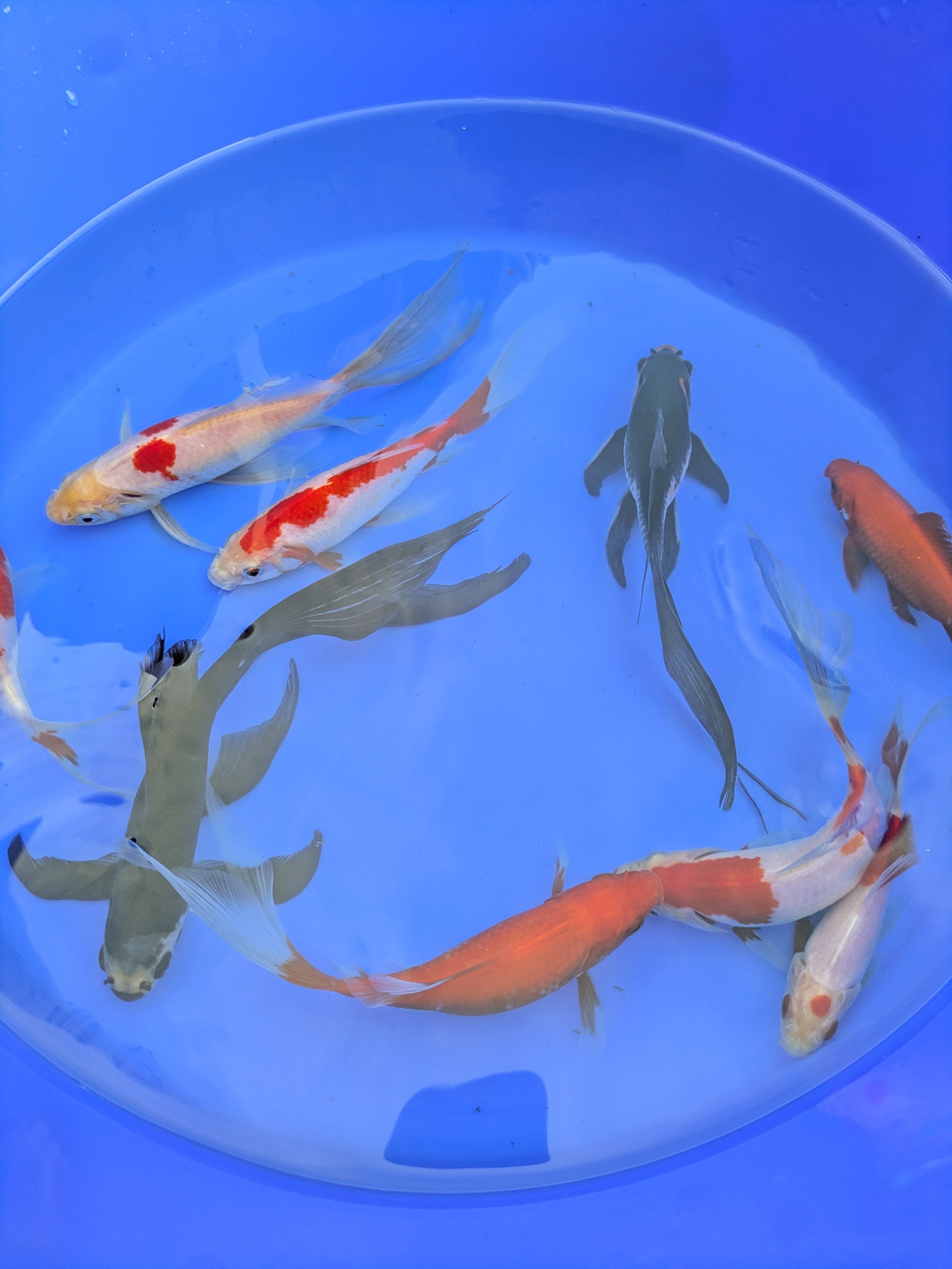 Medium Pond Grade Goldfish