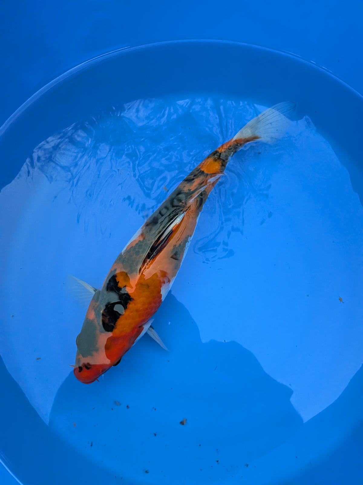 11" American Showa Koi Fish