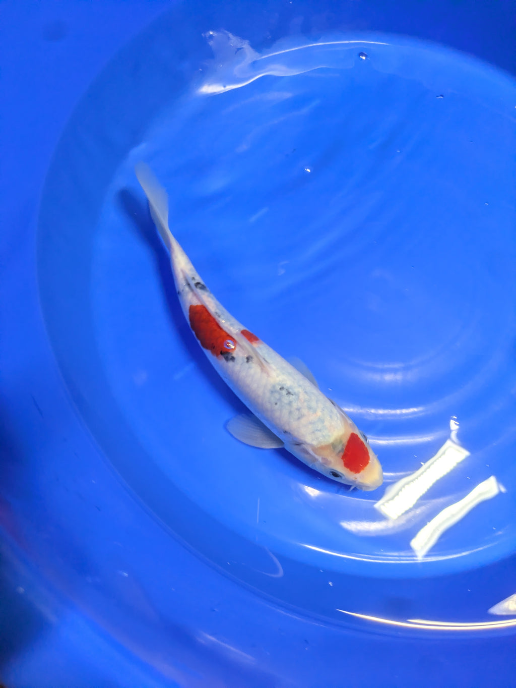 10" Premium Tancho Sanke Koi fish