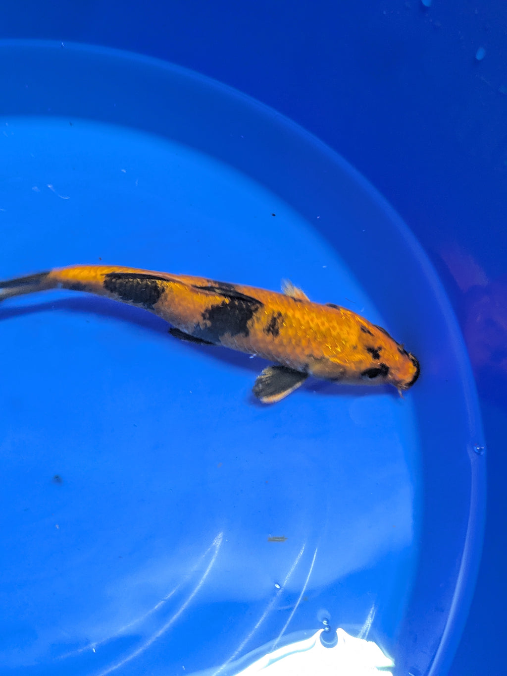 8-10" High quality imported Hi Utsuri Koi Fish