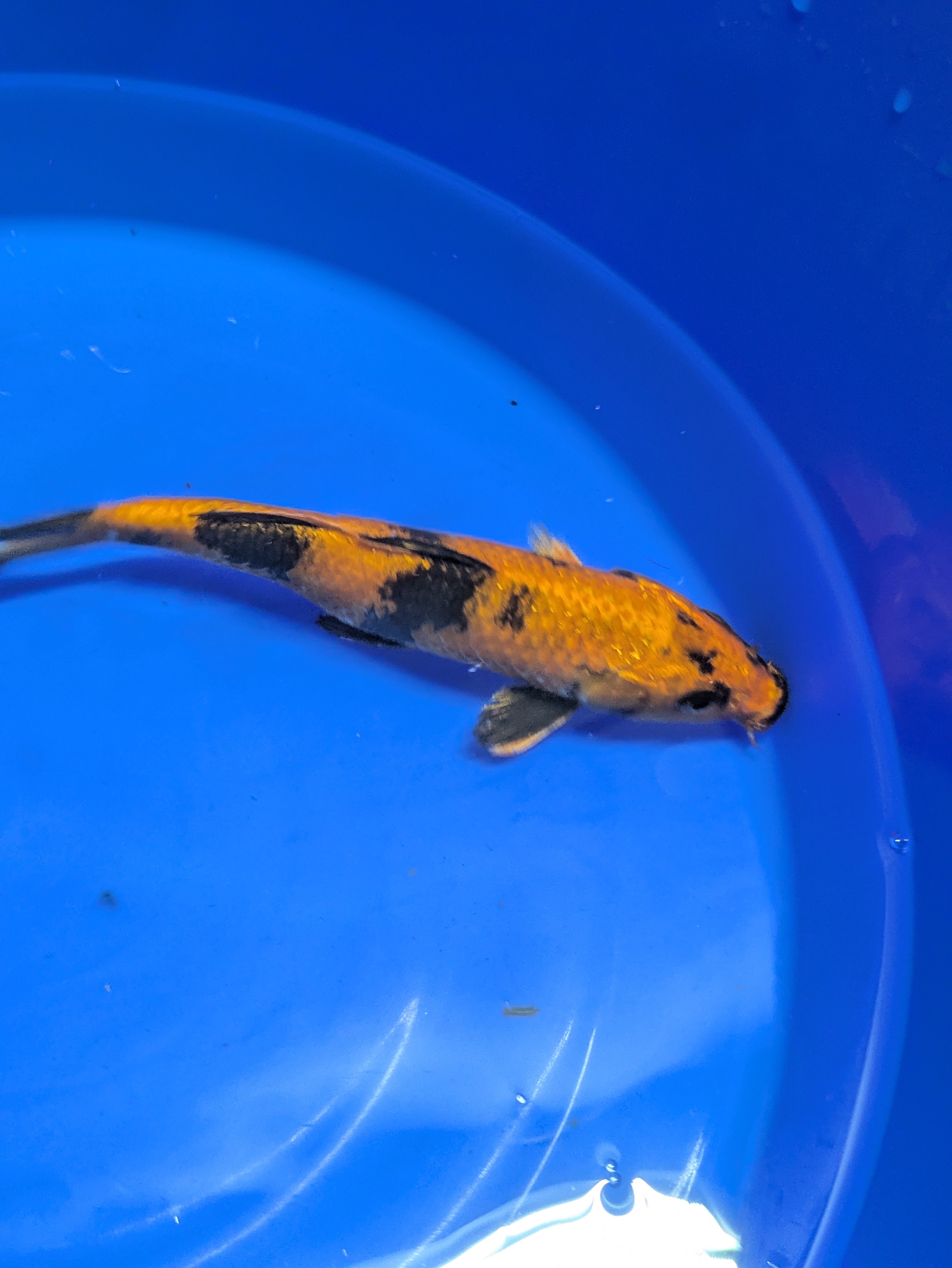 8-10" High quality imported Hi Utsuri Koi Fish
