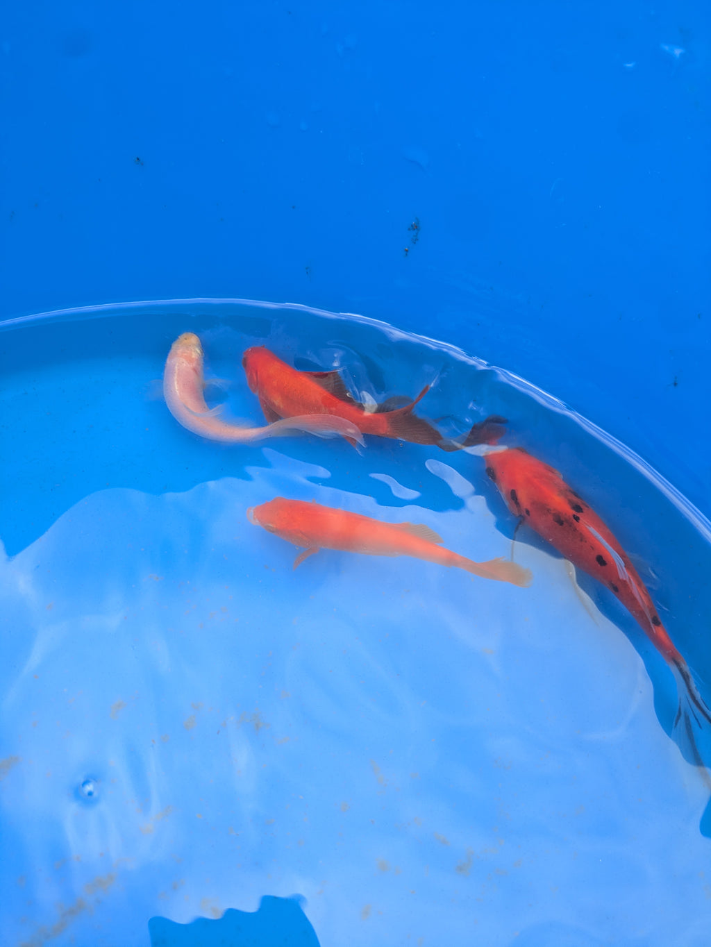 Small pond grade Goldfish