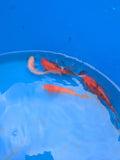 Small pond grade Goldfish