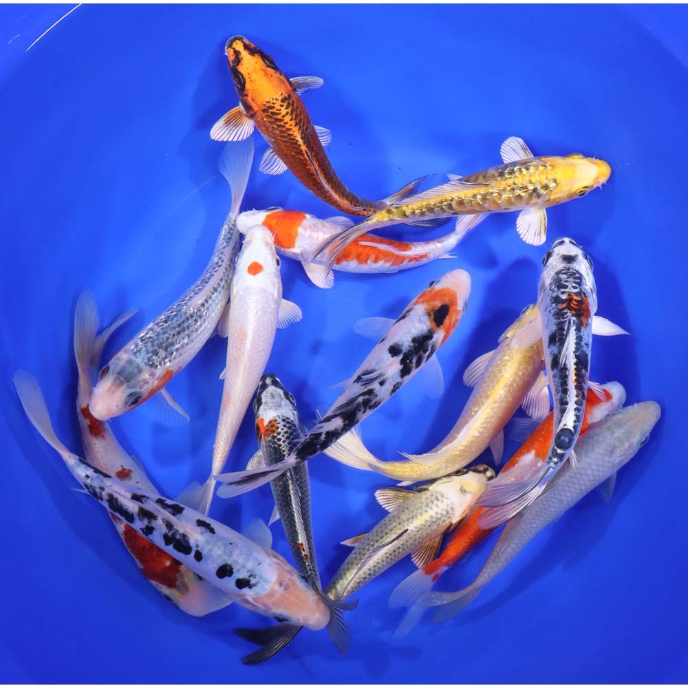 Lot of 12, 6-7" Imported Standard Grade Koi Fish. Available by shipping only!