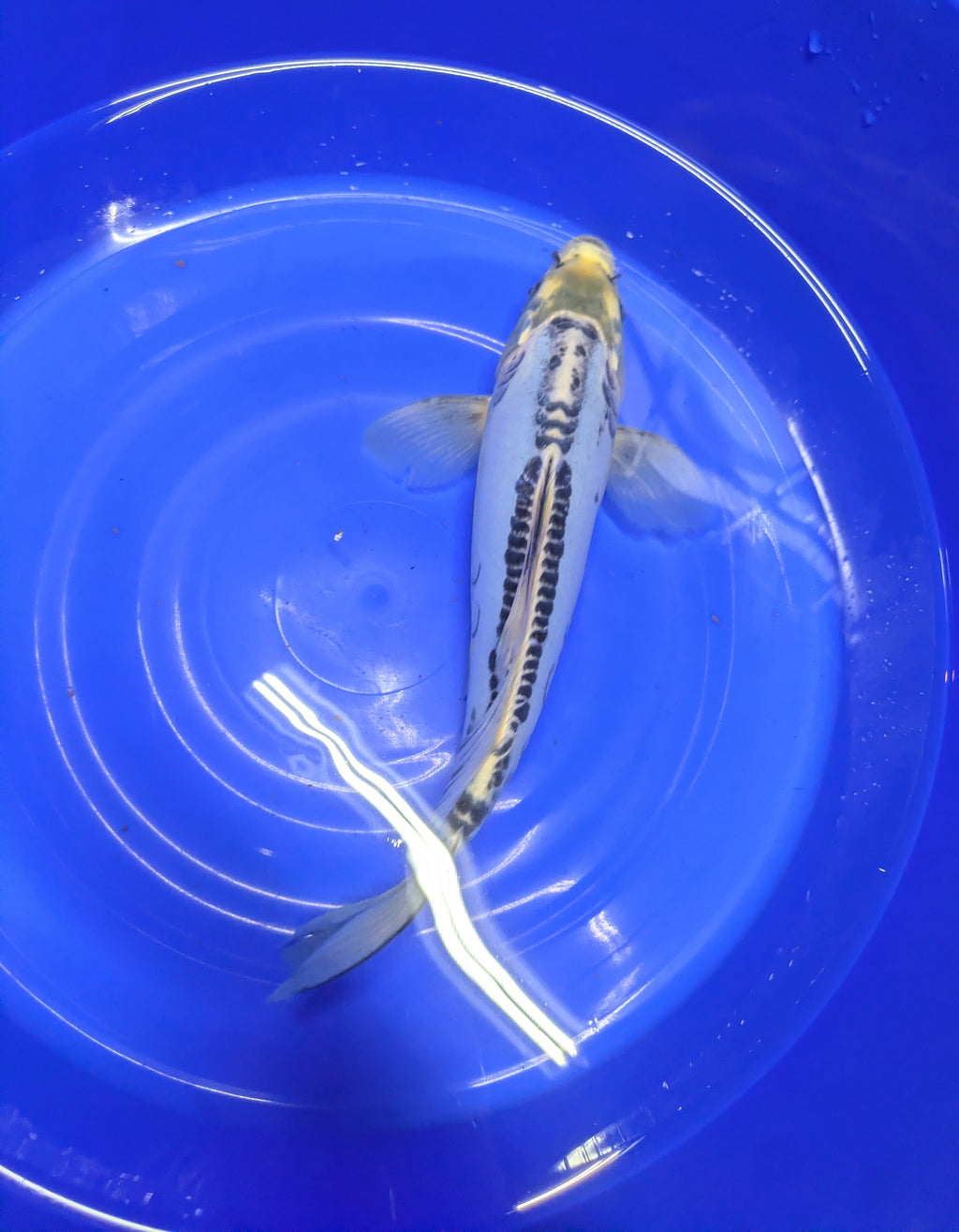 12" Shusui Semi Longfin Cross Koi Fish