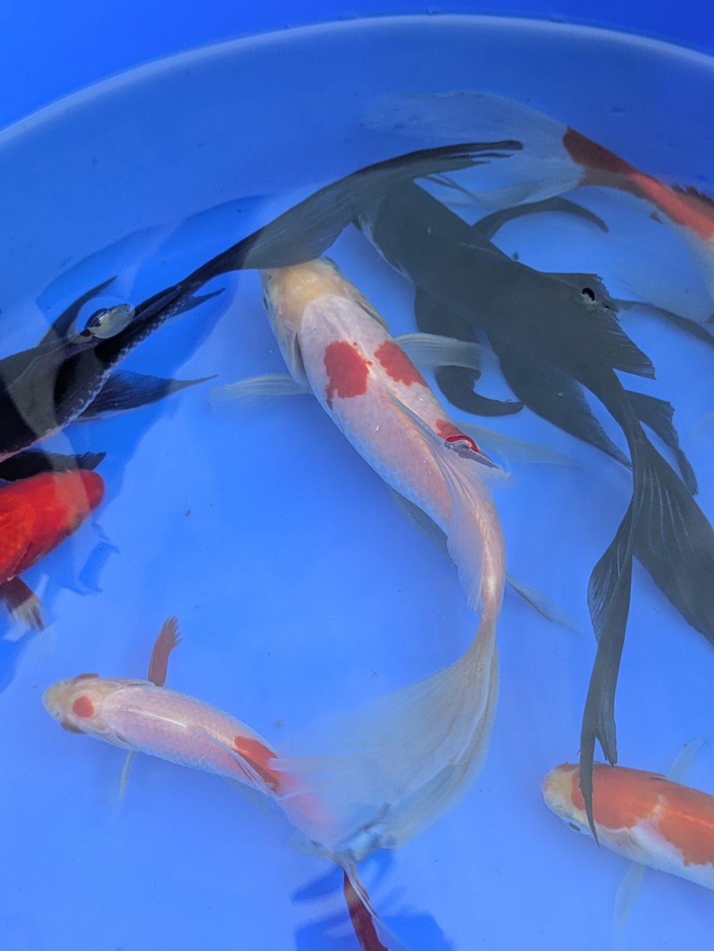 Medium Pond Grade Goldfish