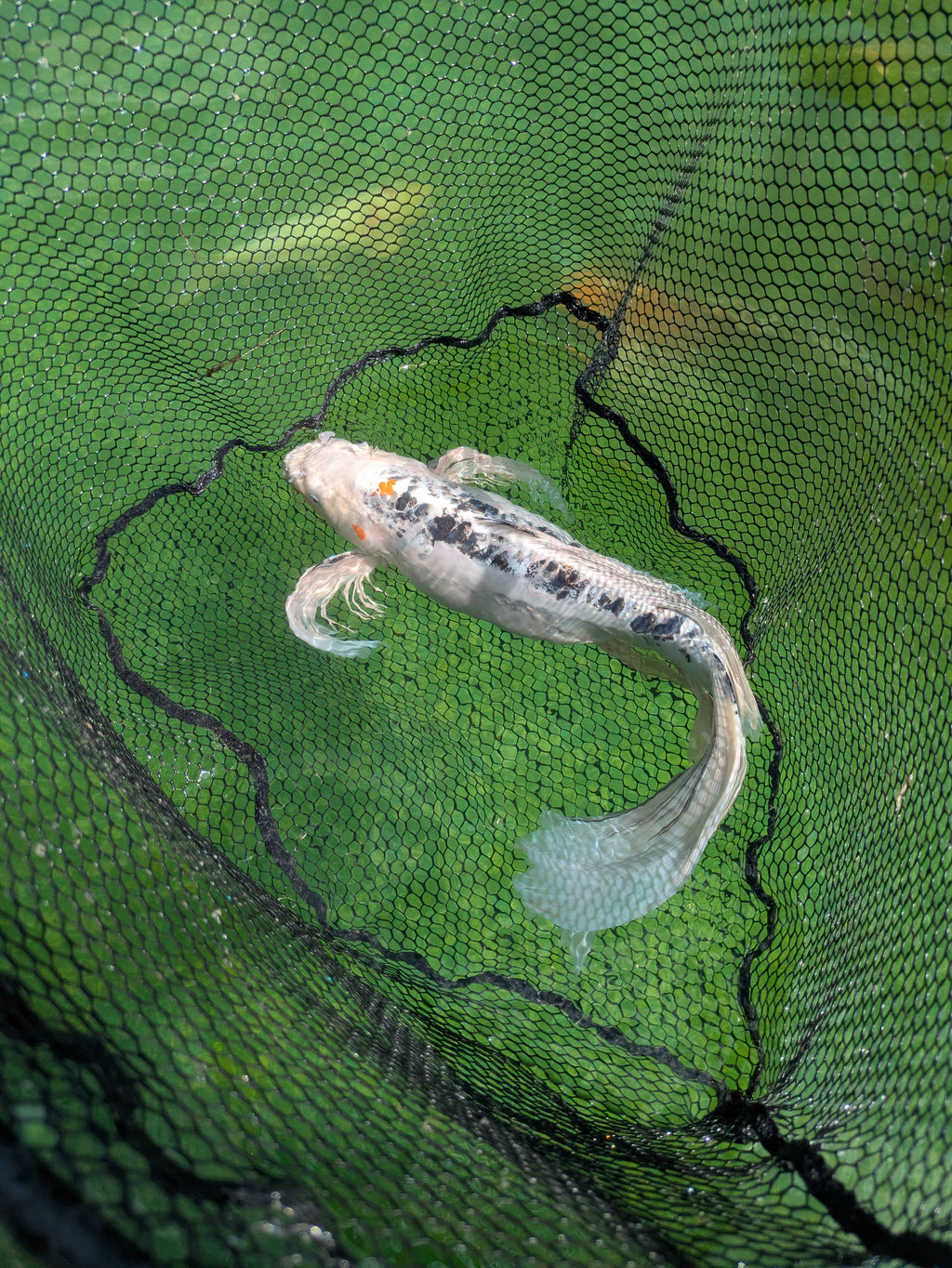 25" Jumbo Butterfly Koi Fish